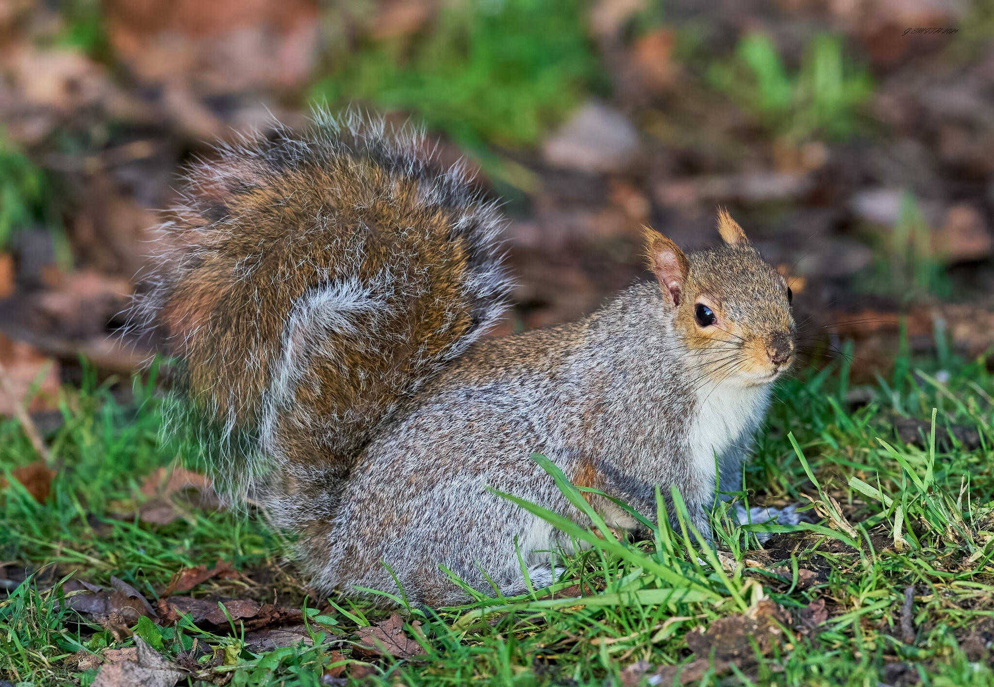 squirrel 2024 18.jpg