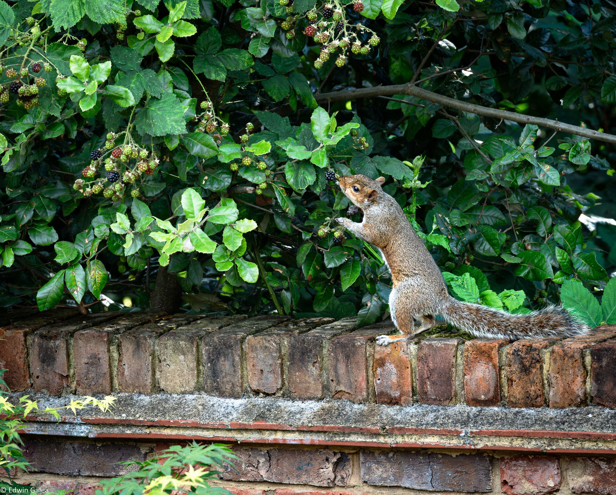 squirrel and berry-3.jpg