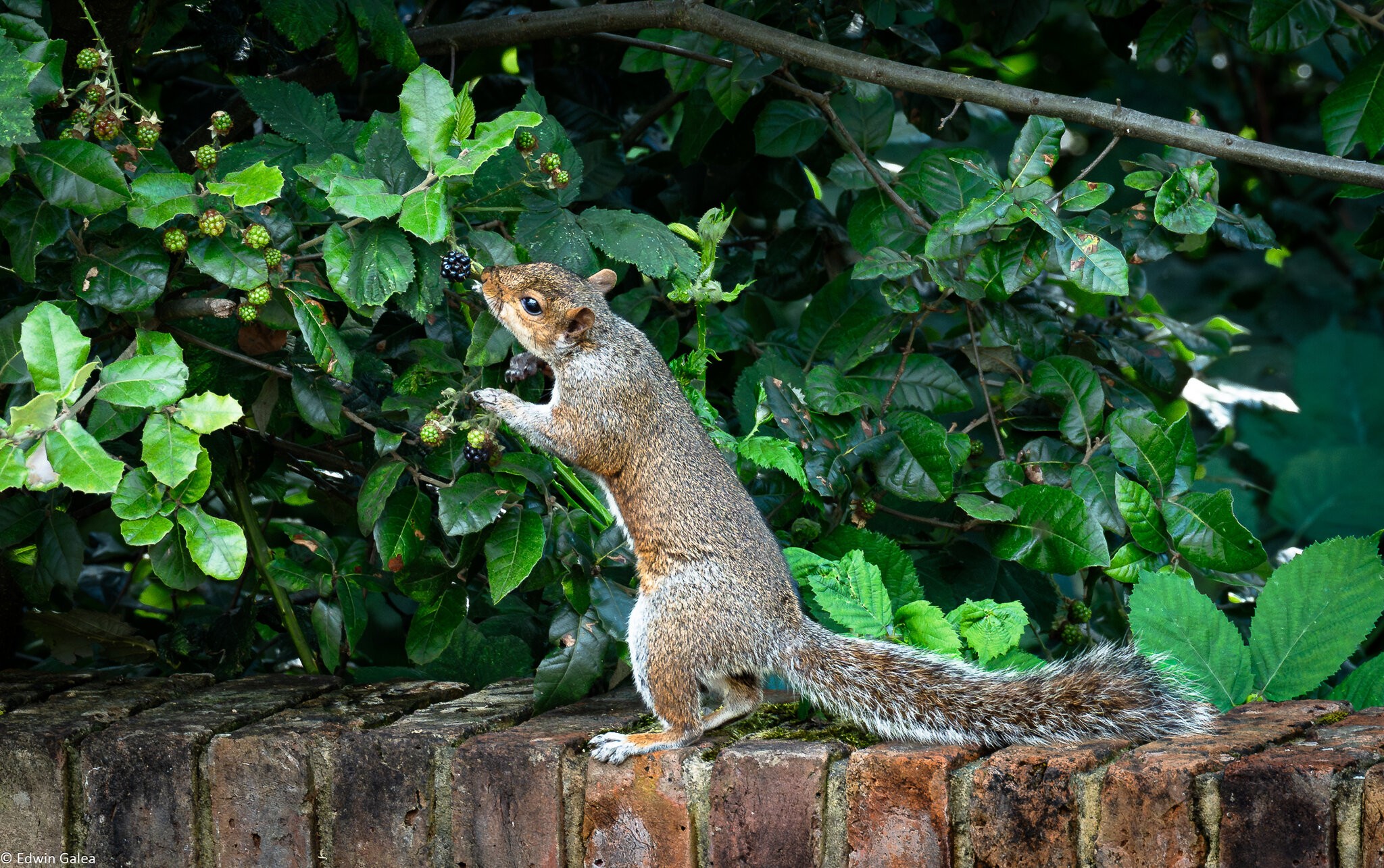 squirrel and berry-4.jpg