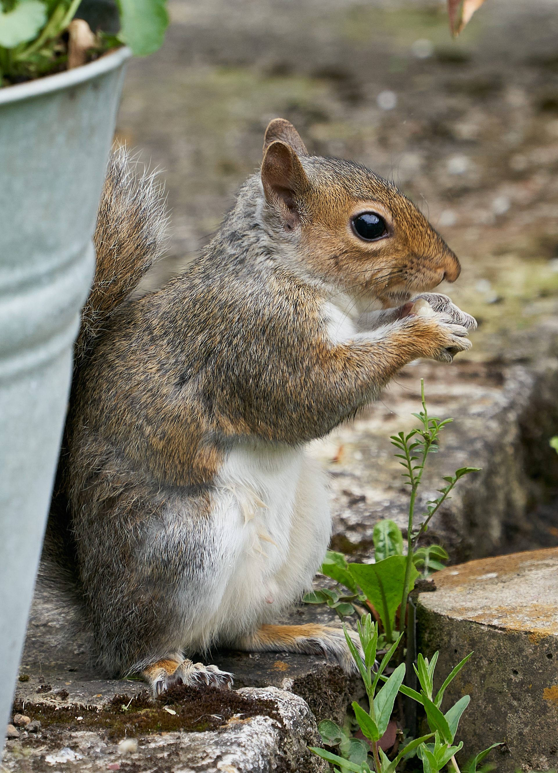 squirrel from earlier this year