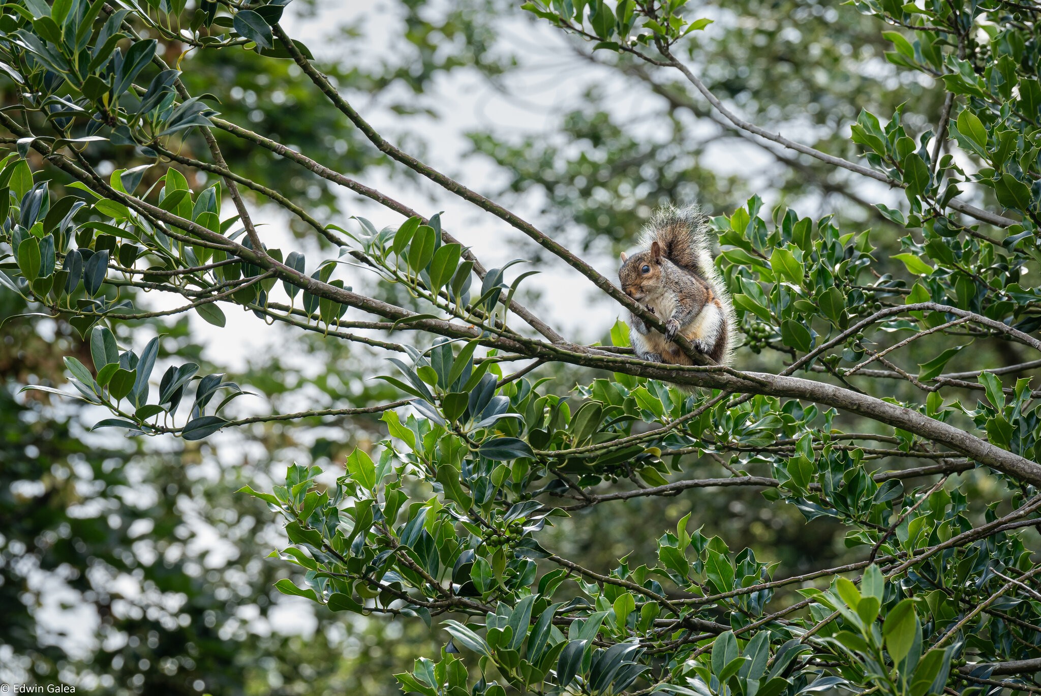 squirrel in tree-1.jpg