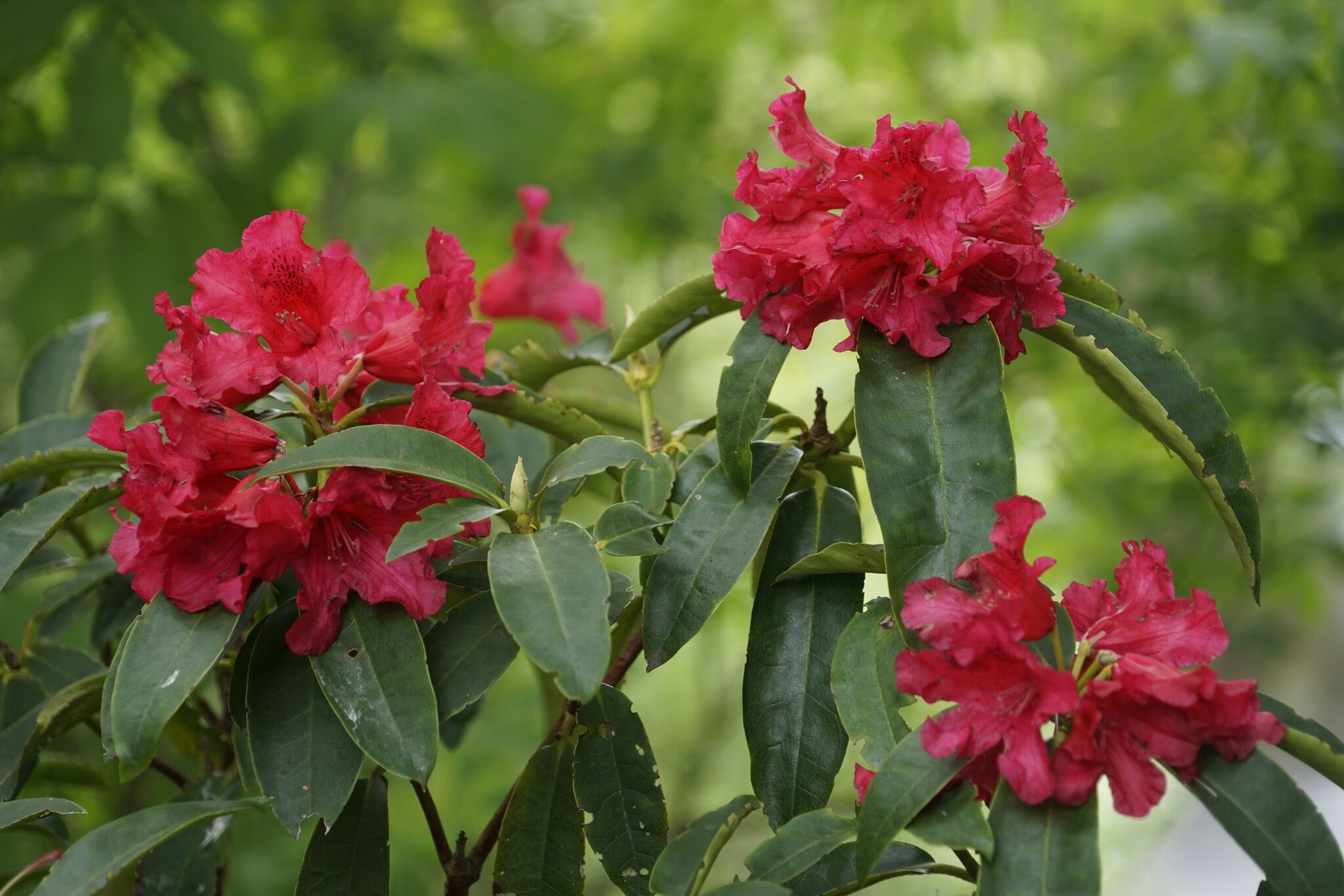 Sringtown Road Rhodies I.jpg