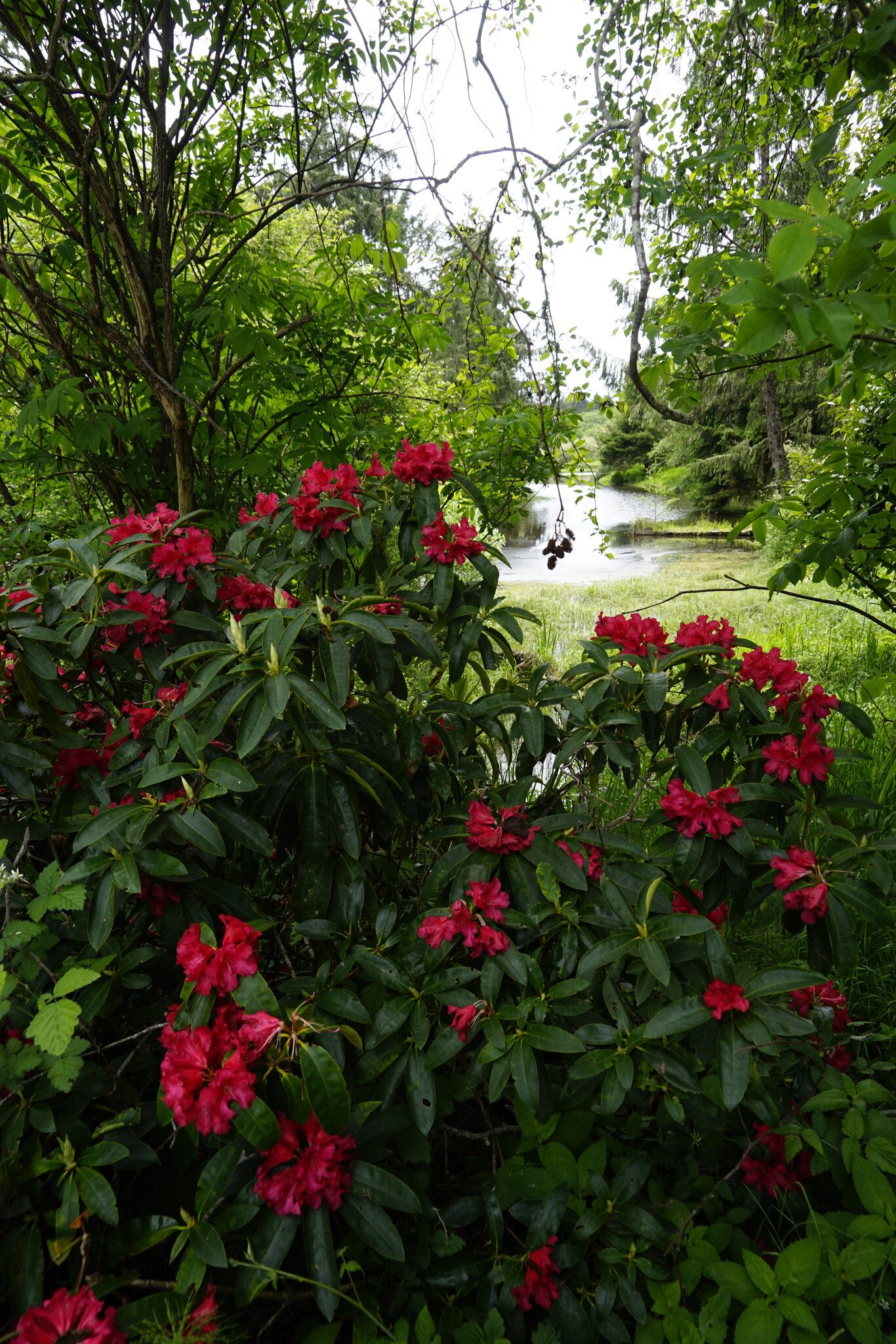 Sringtown Road Rhodies II.jpg