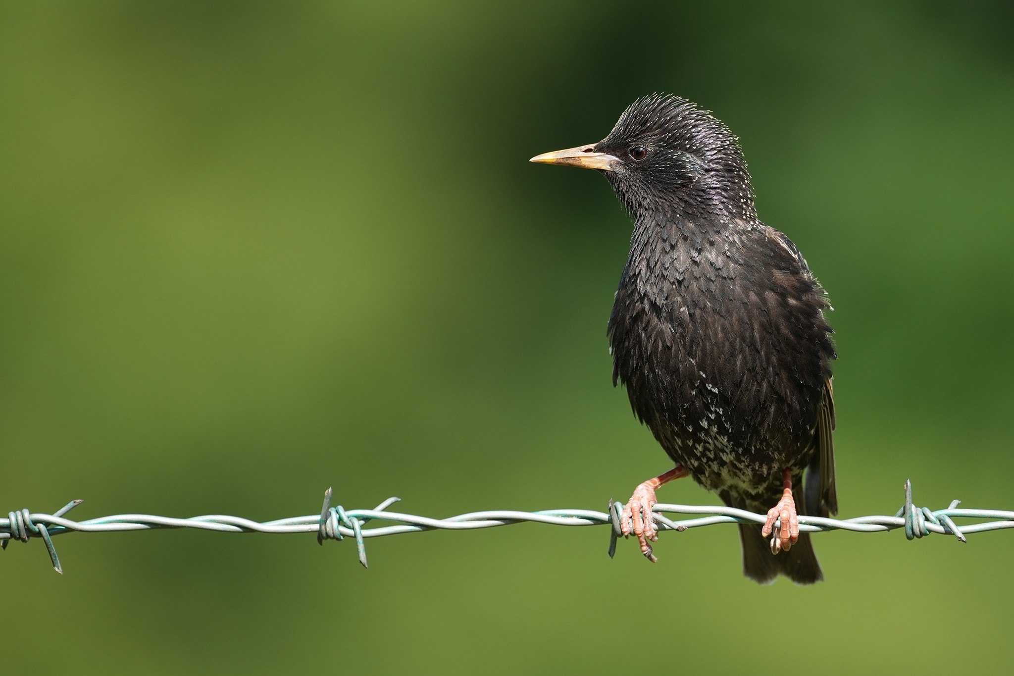 Starling-DSC07856-2048px.jpg