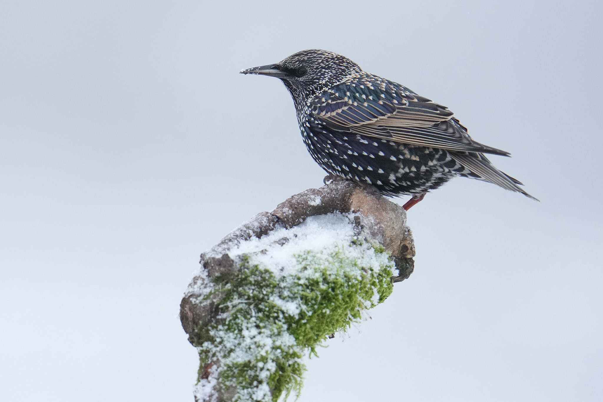 Starling-DSC07945-2048px.jpg