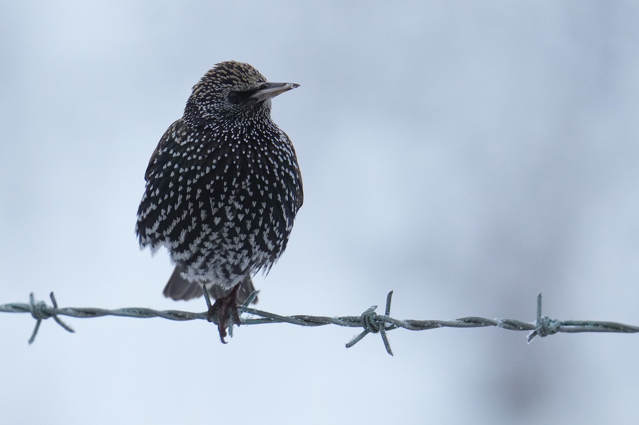 Starling-DSC08003-2048px.jpg