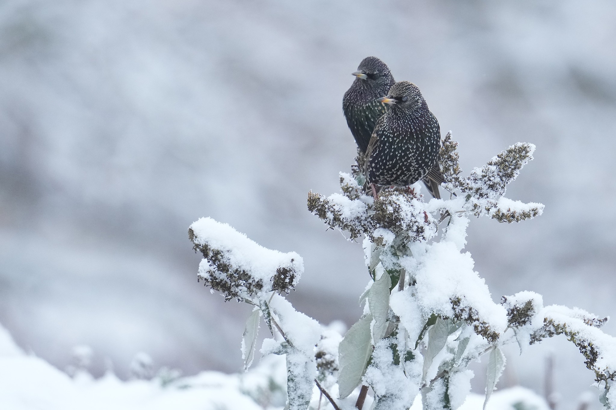 Starling-DSC08047-2048px.jpg