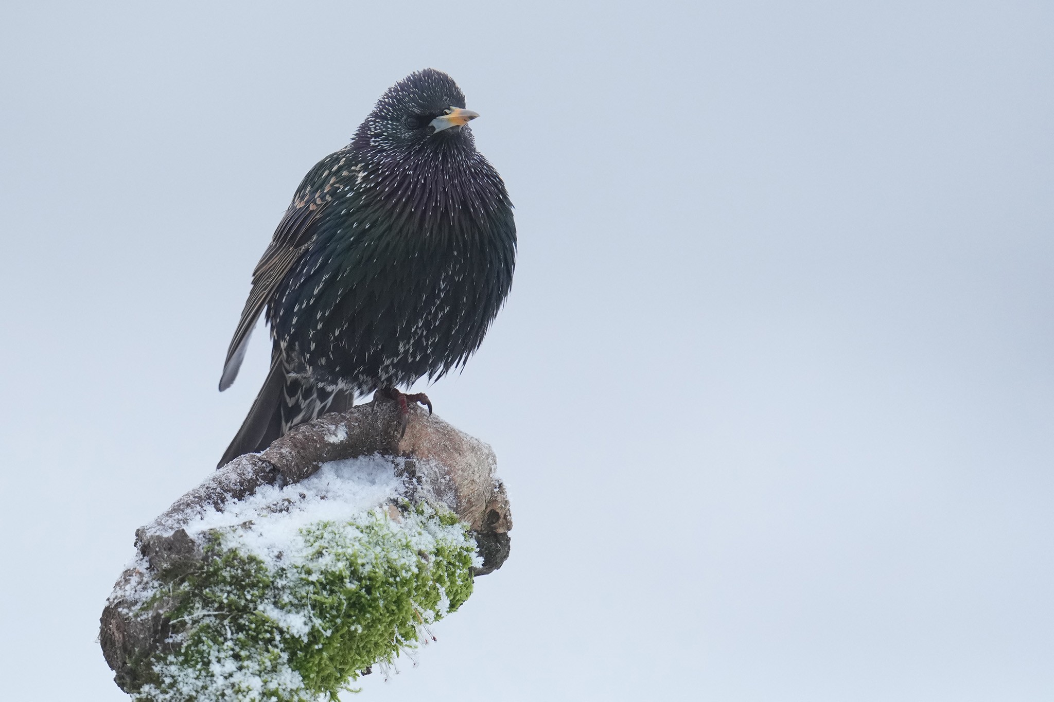 Starling-DSC08058-2048px.jpg