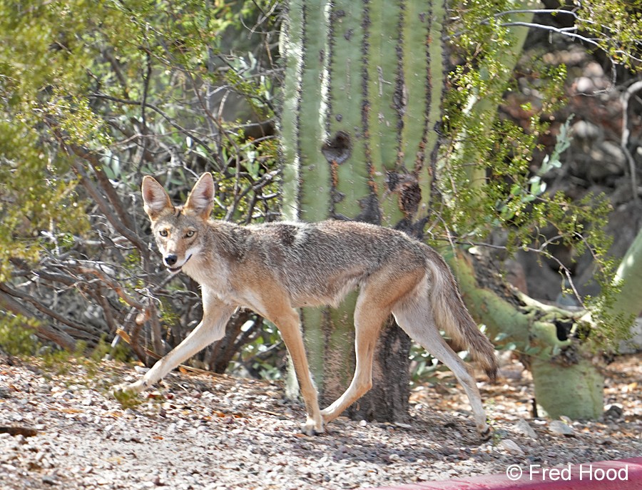 Starr Pass coyote S4257.JPG