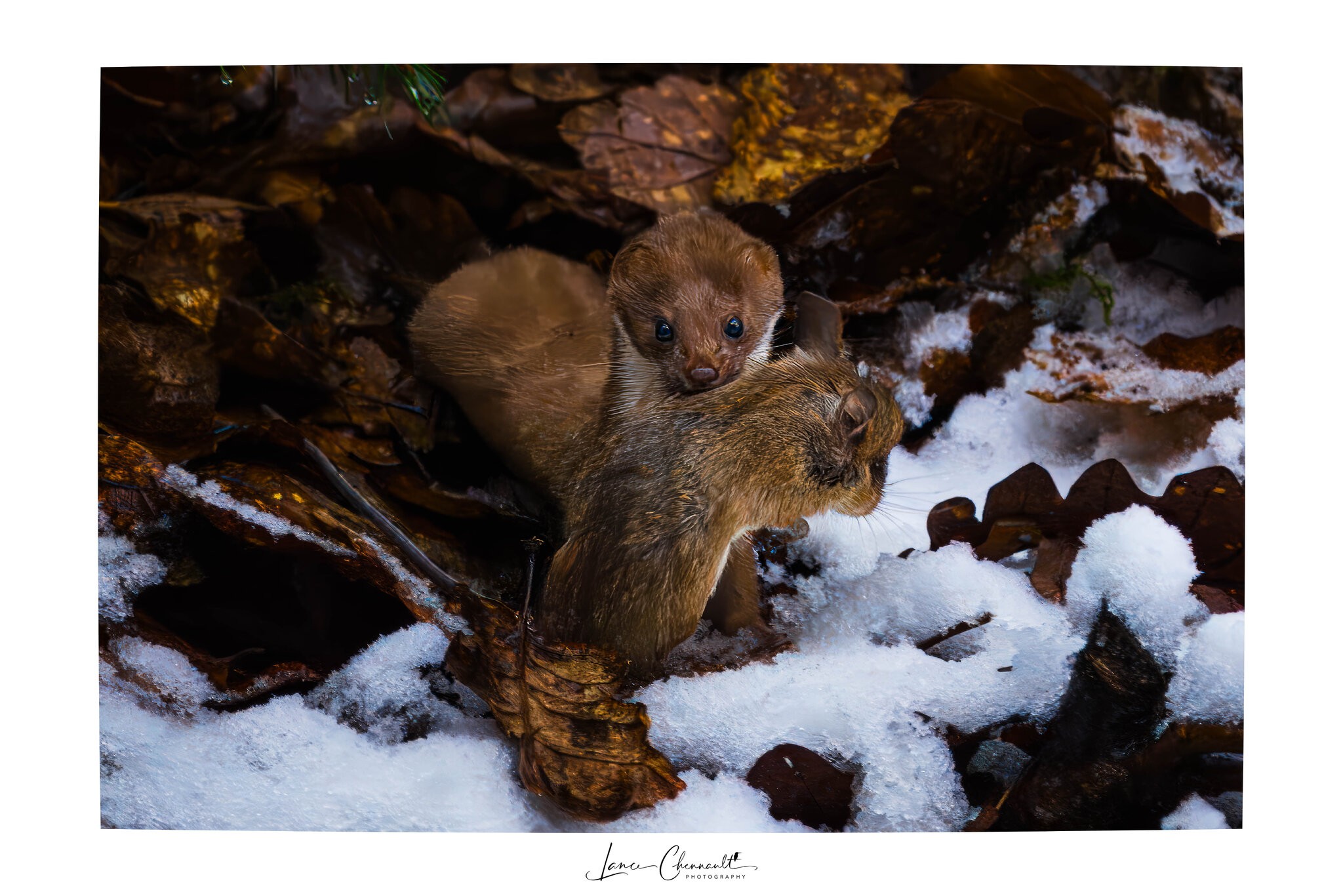 Stoat (Hermelin) 2 with signature frame - 02.01.2025.jpg