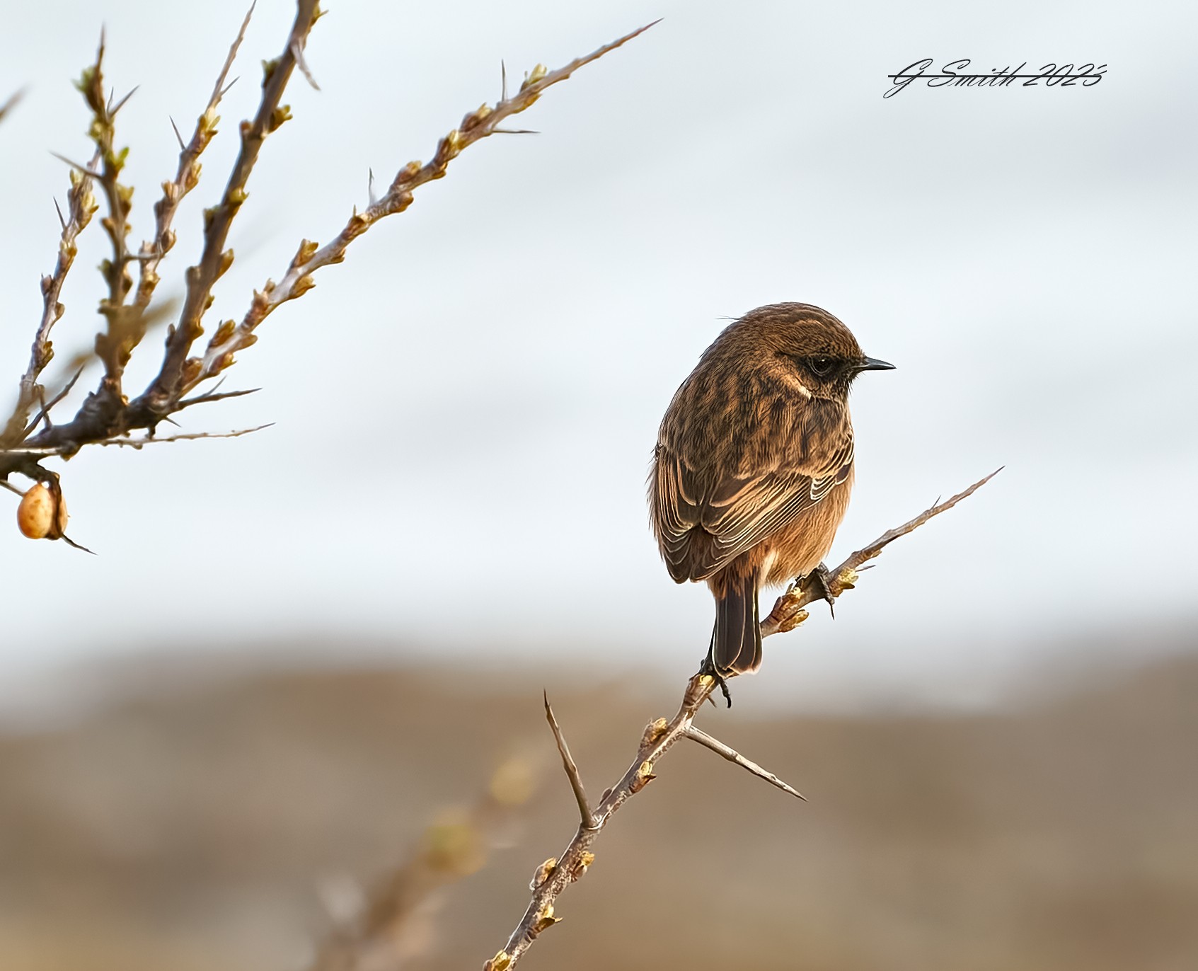 stonechat 2023 1.jpg