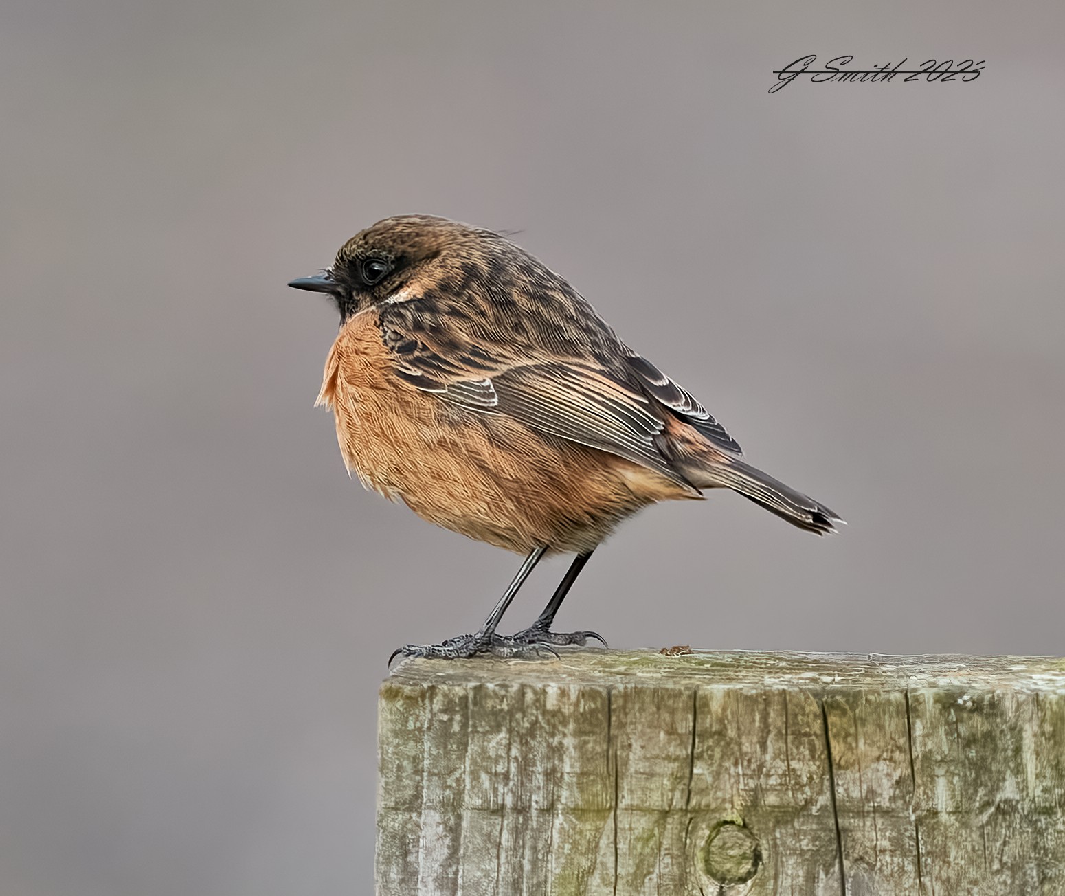 stonechat 2023 13.jpg