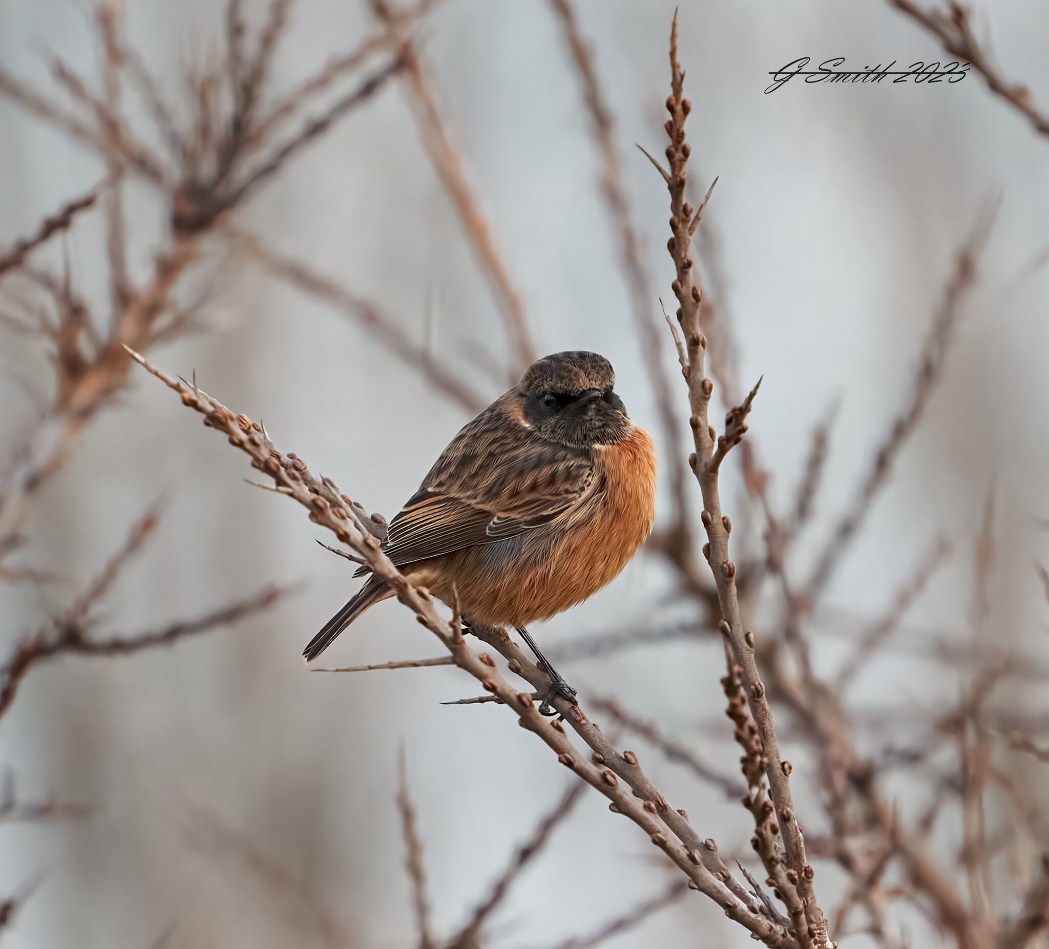 stonechat 2023 22.jpg