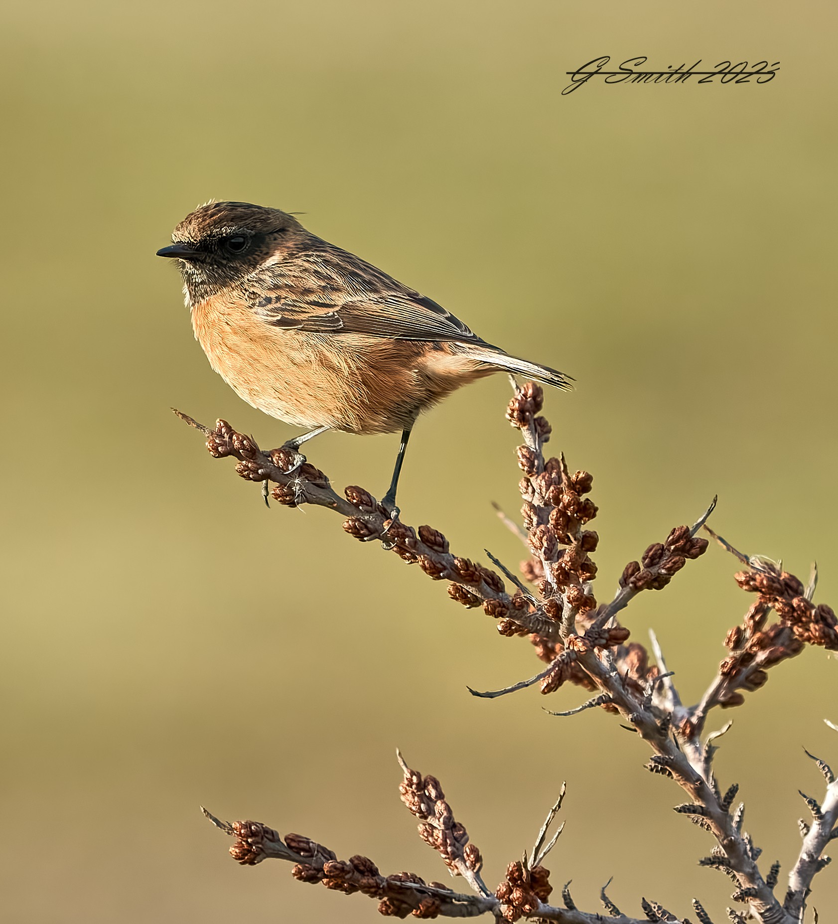 stonechat 2023 24.jpg