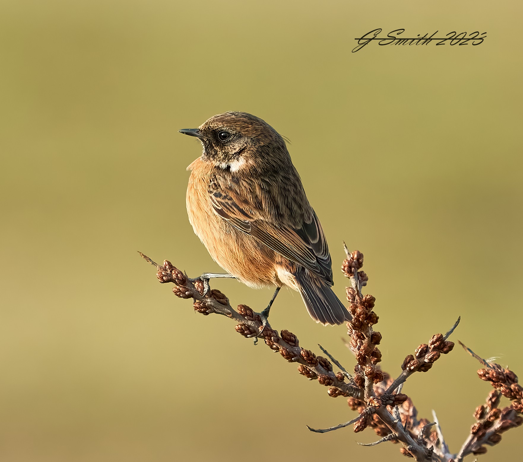 stonechat 2023 (3).jpg