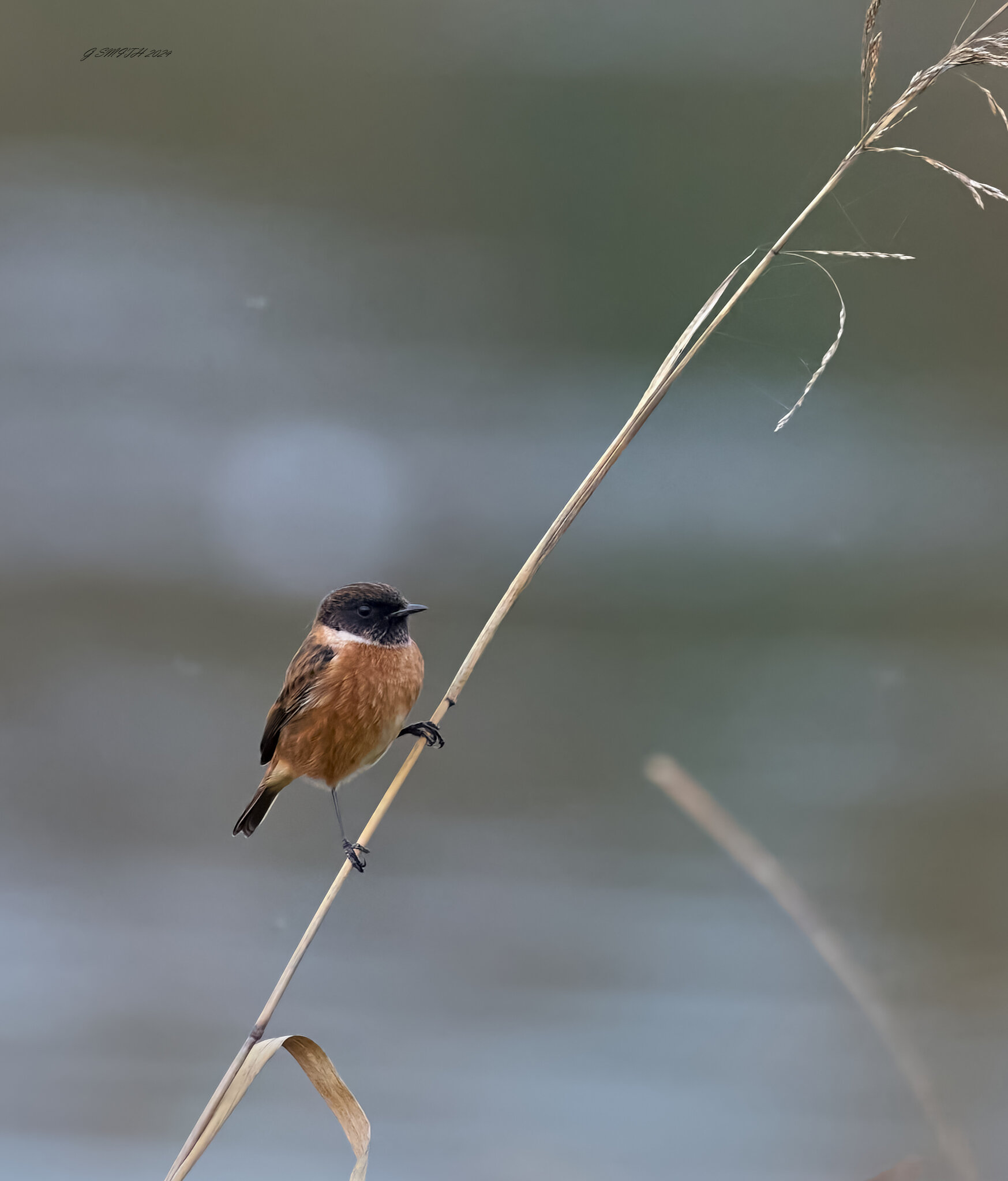 stonechat 2024 1.jpg