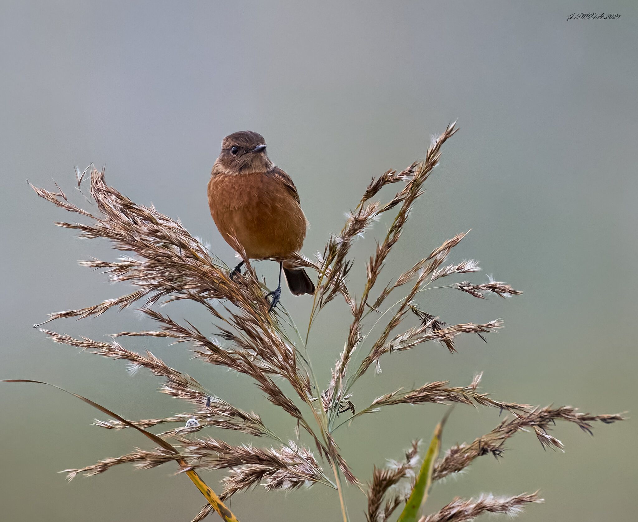 stonechat 2024 6.jpg