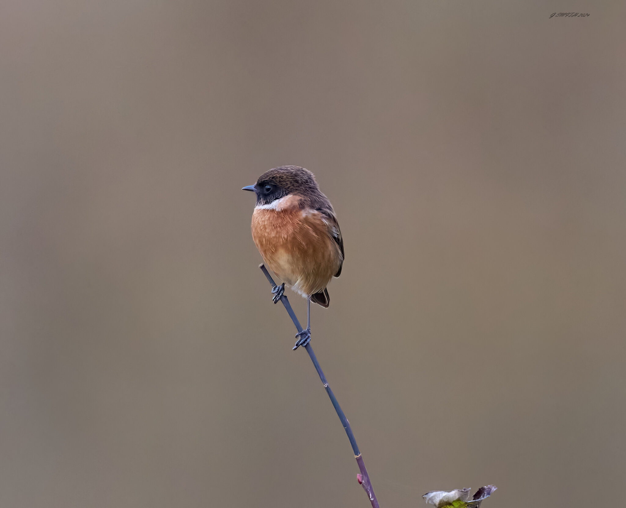 stonechat 2024.jpg