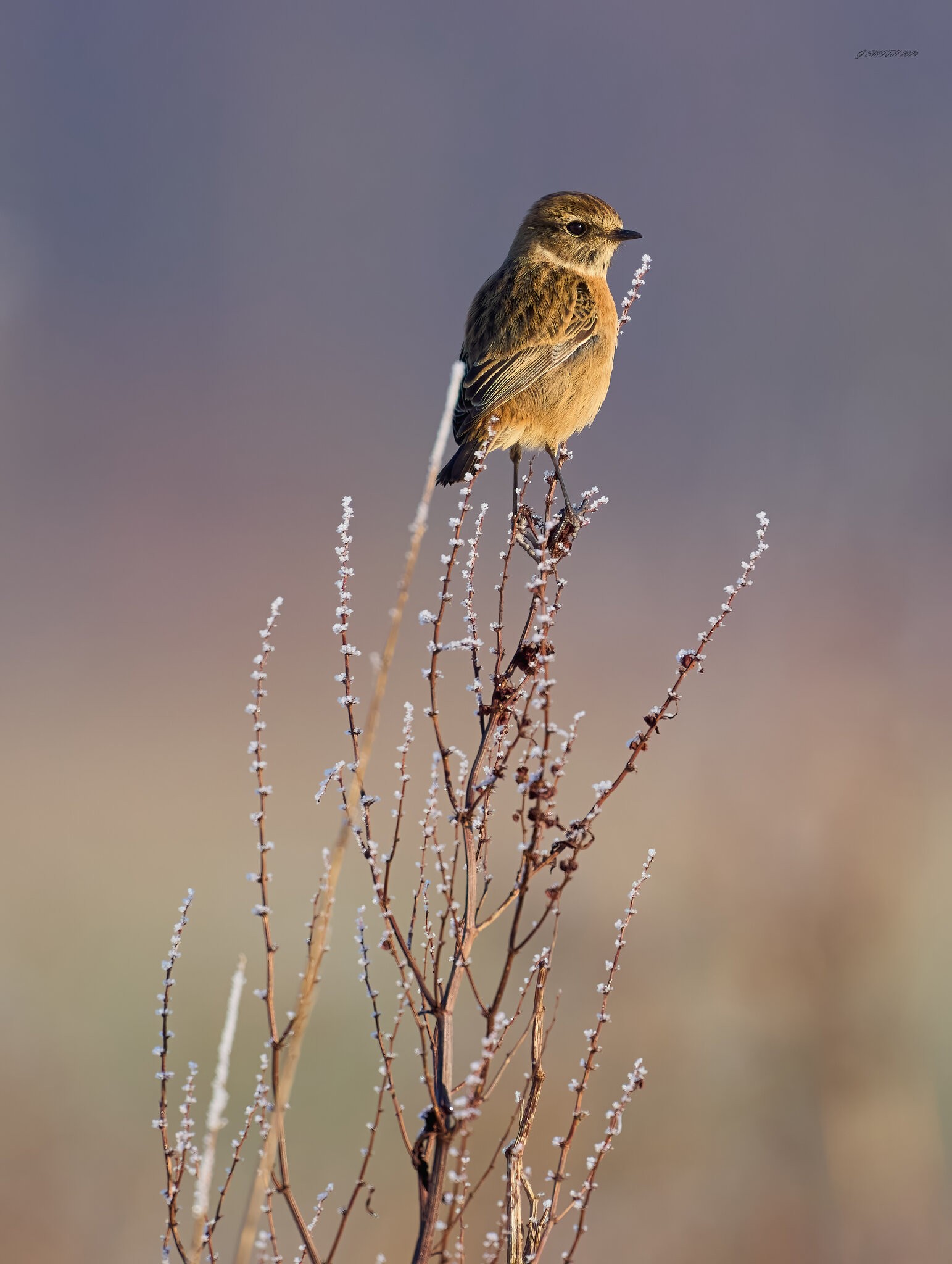 stonechat 2025 1.jpg