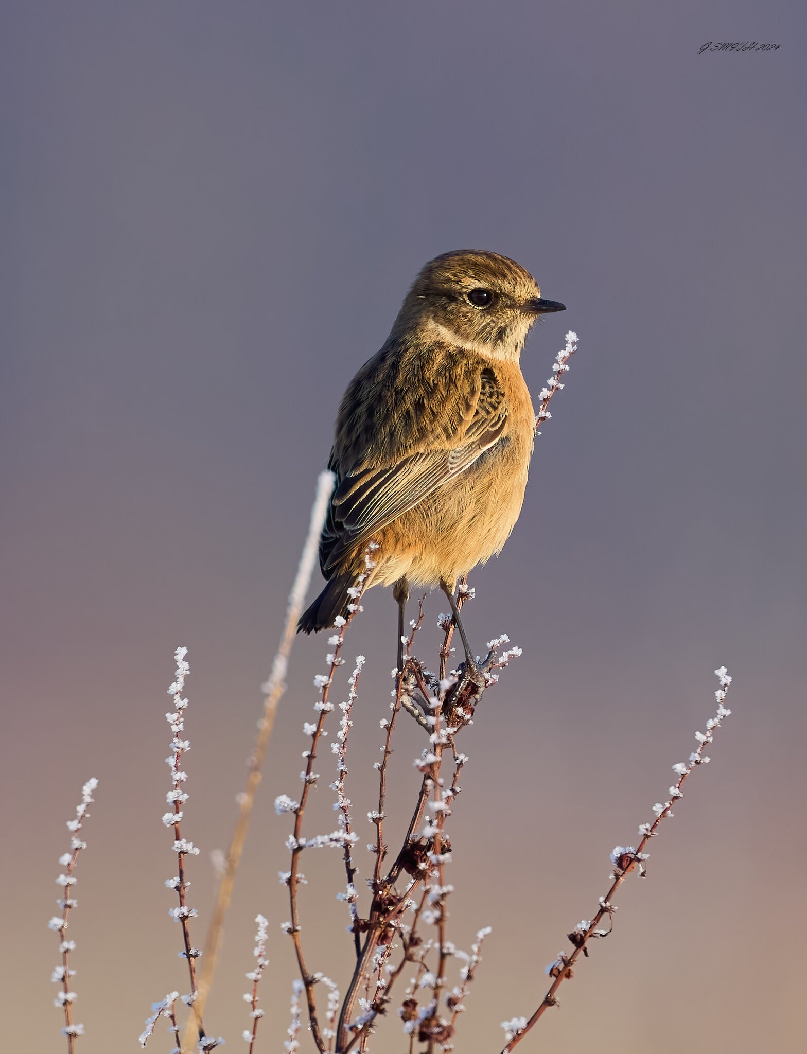 stonechat 2025.jpg