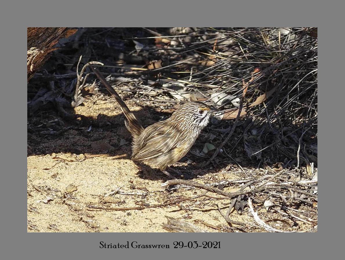 Striated Grasswren 29-03-2021.JPG