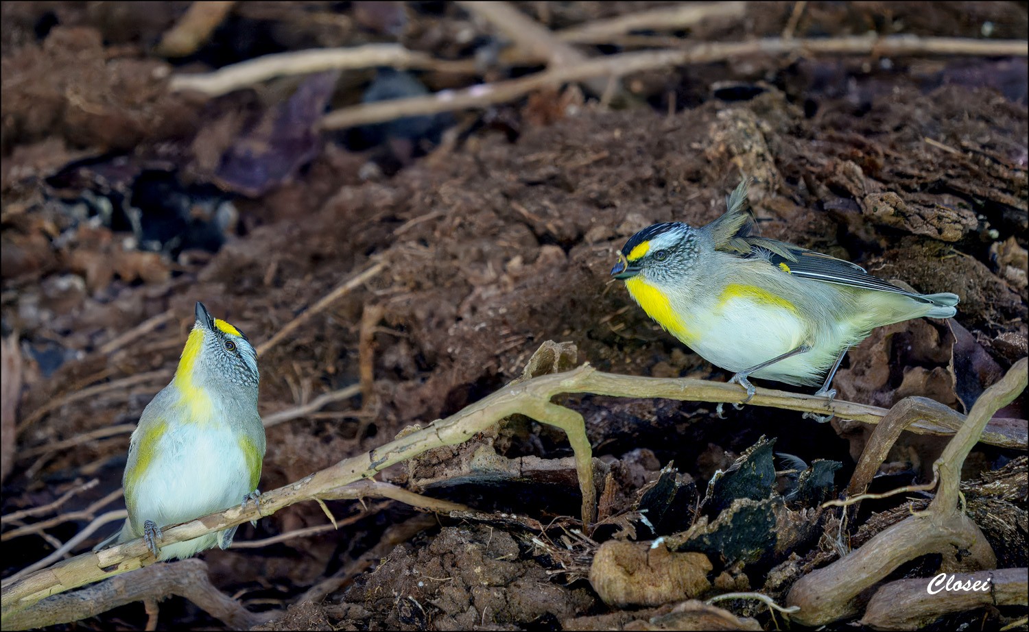 Striated pardalotes 7-r.jpg