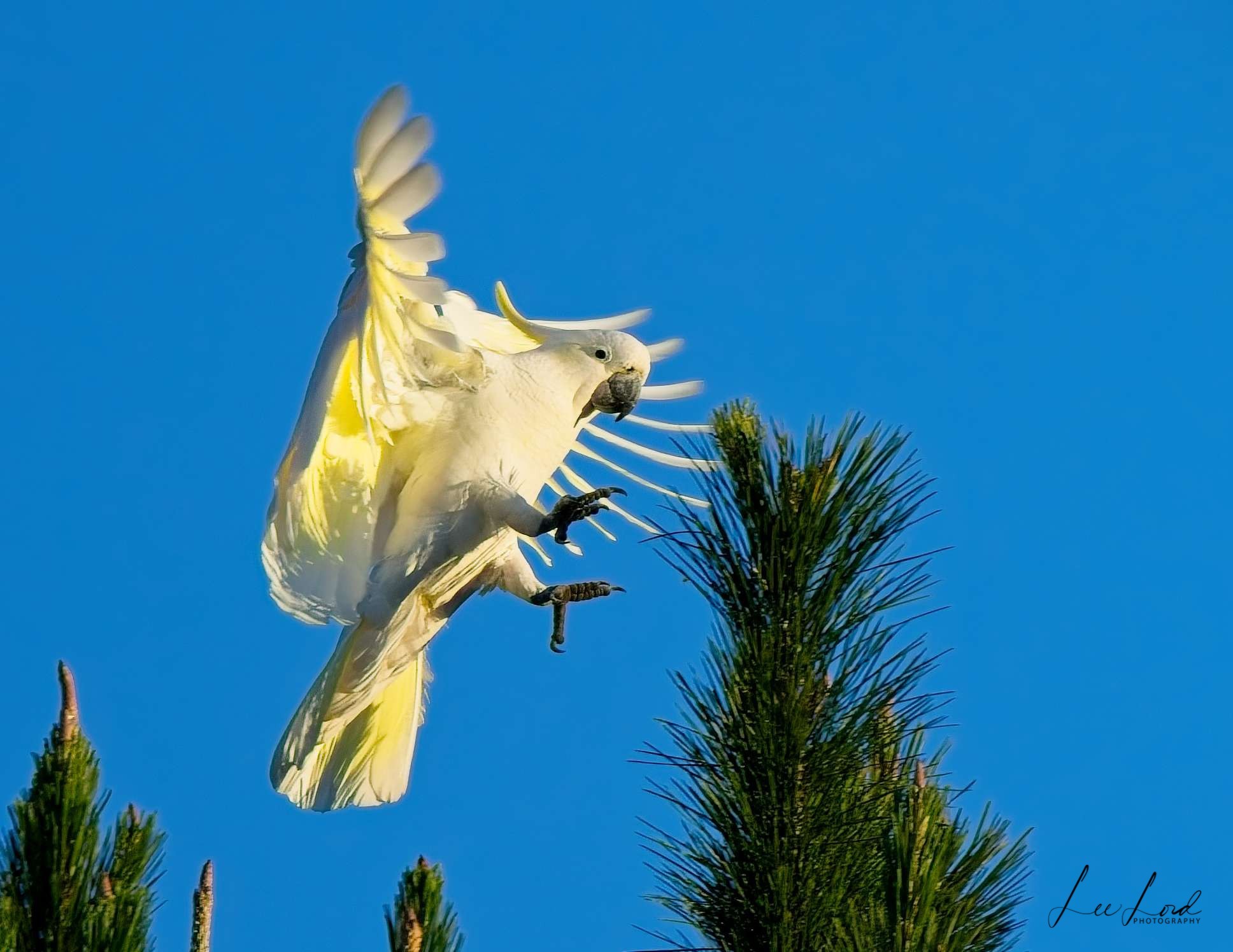 Sulphur Crested Cockatoo