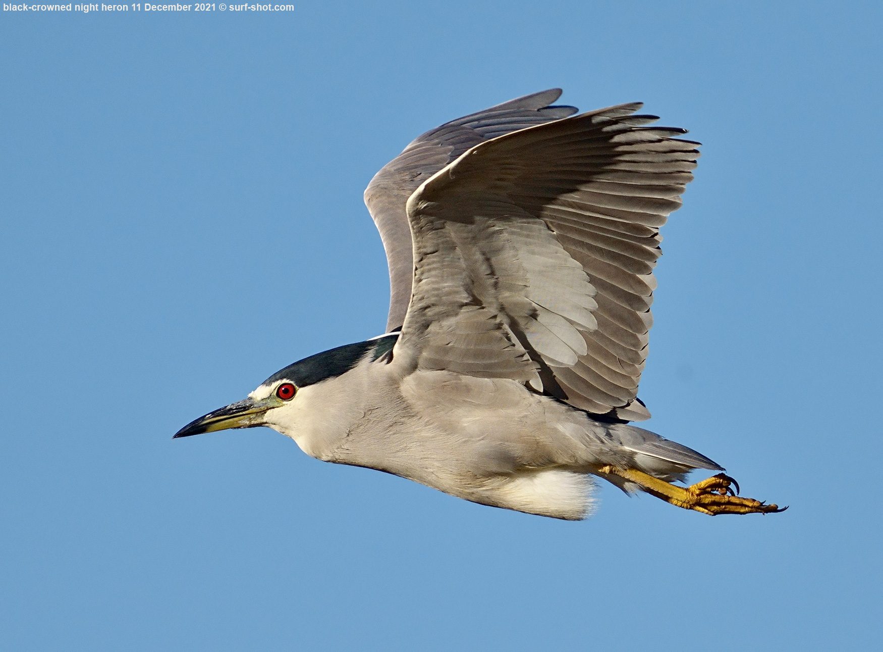 surf-shot-black-crowned-night-heron-11-December-2021--DSC04286.jpg