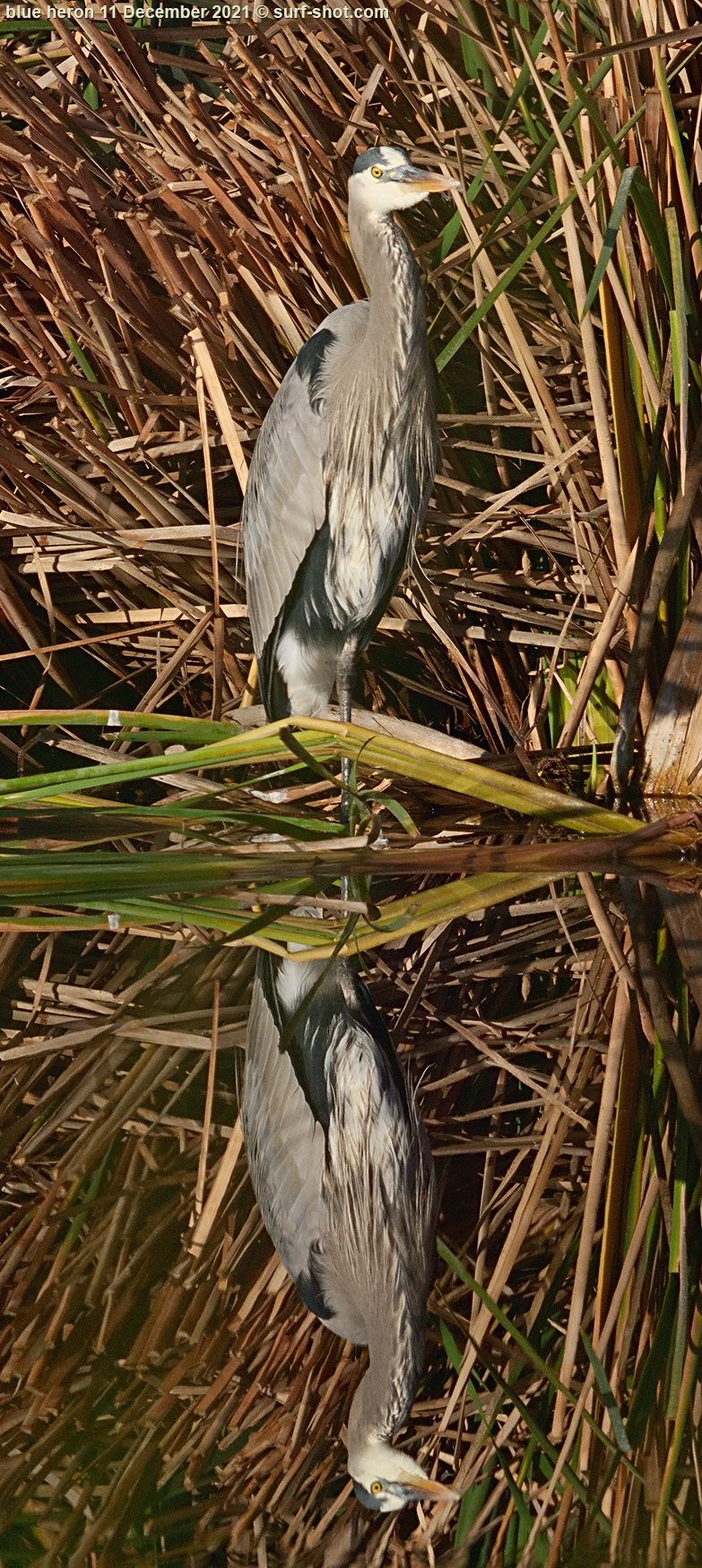 surf-shot-blue-heron-11-December-2021--DSC04222.jpg