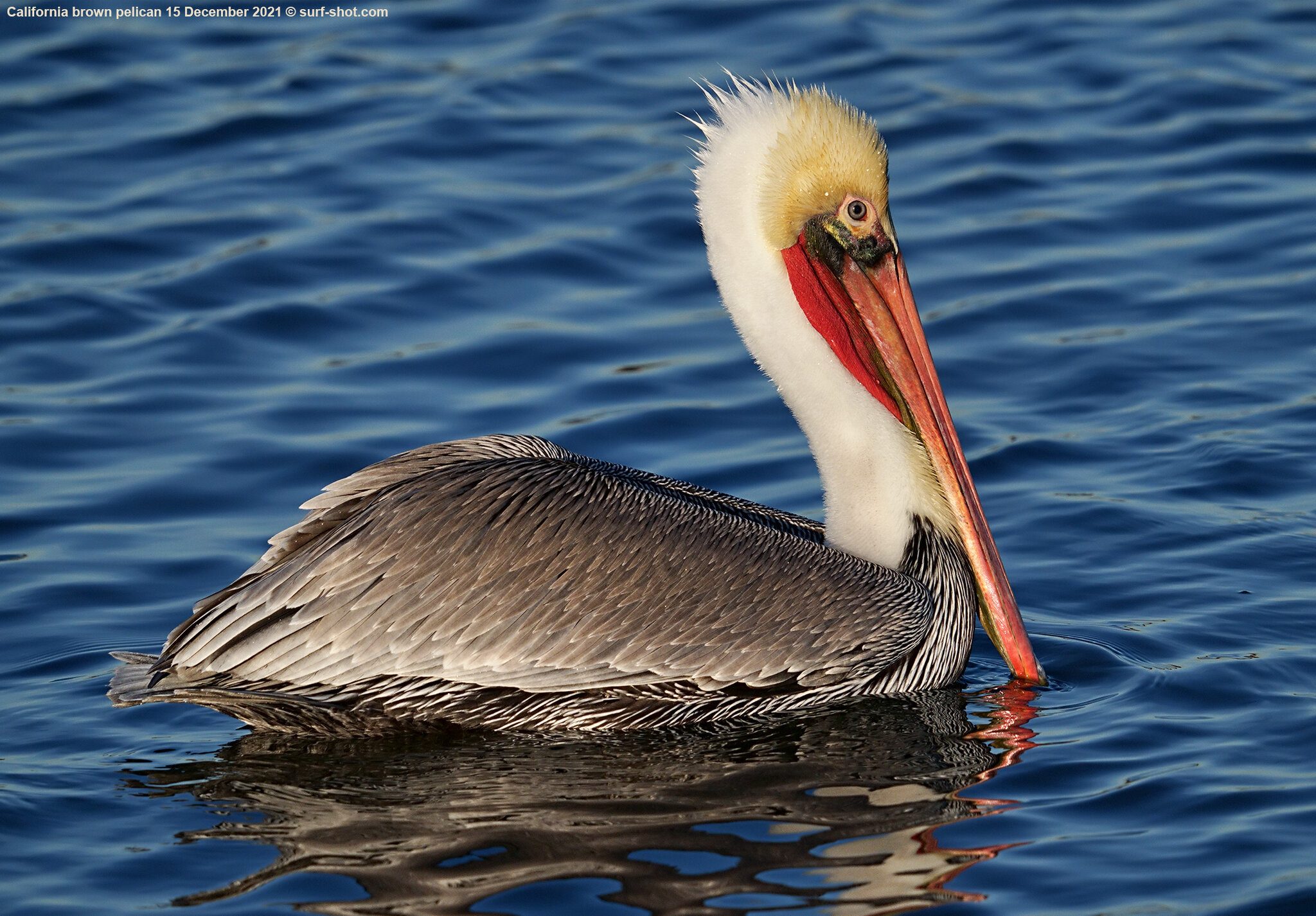 surf-shot-California-brown-pelican-15-December-2021--04763.jpg