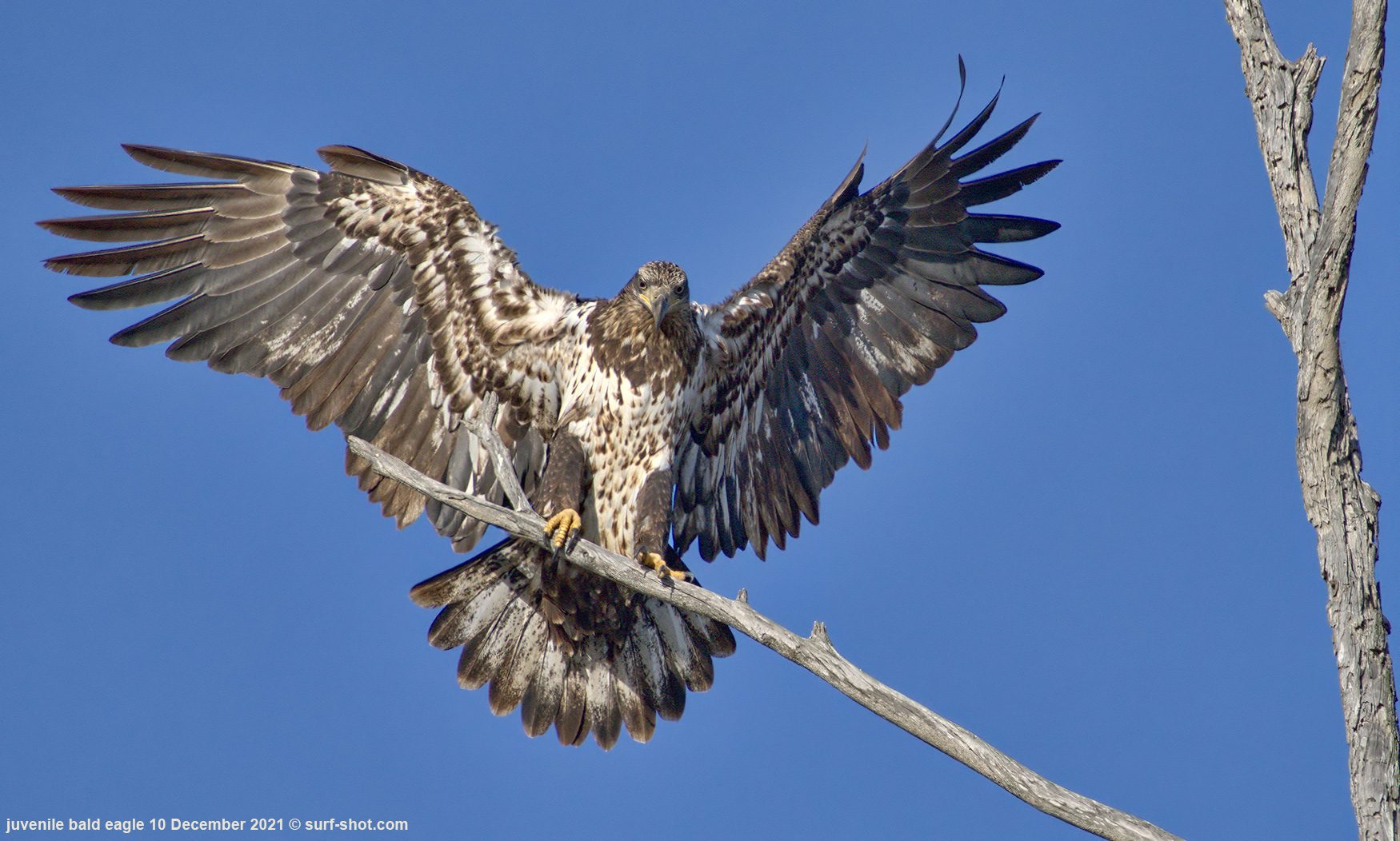 surf-shot-juvenile-bald-eagle-10-December-2021--DSC03725-s-fs-2.jpg