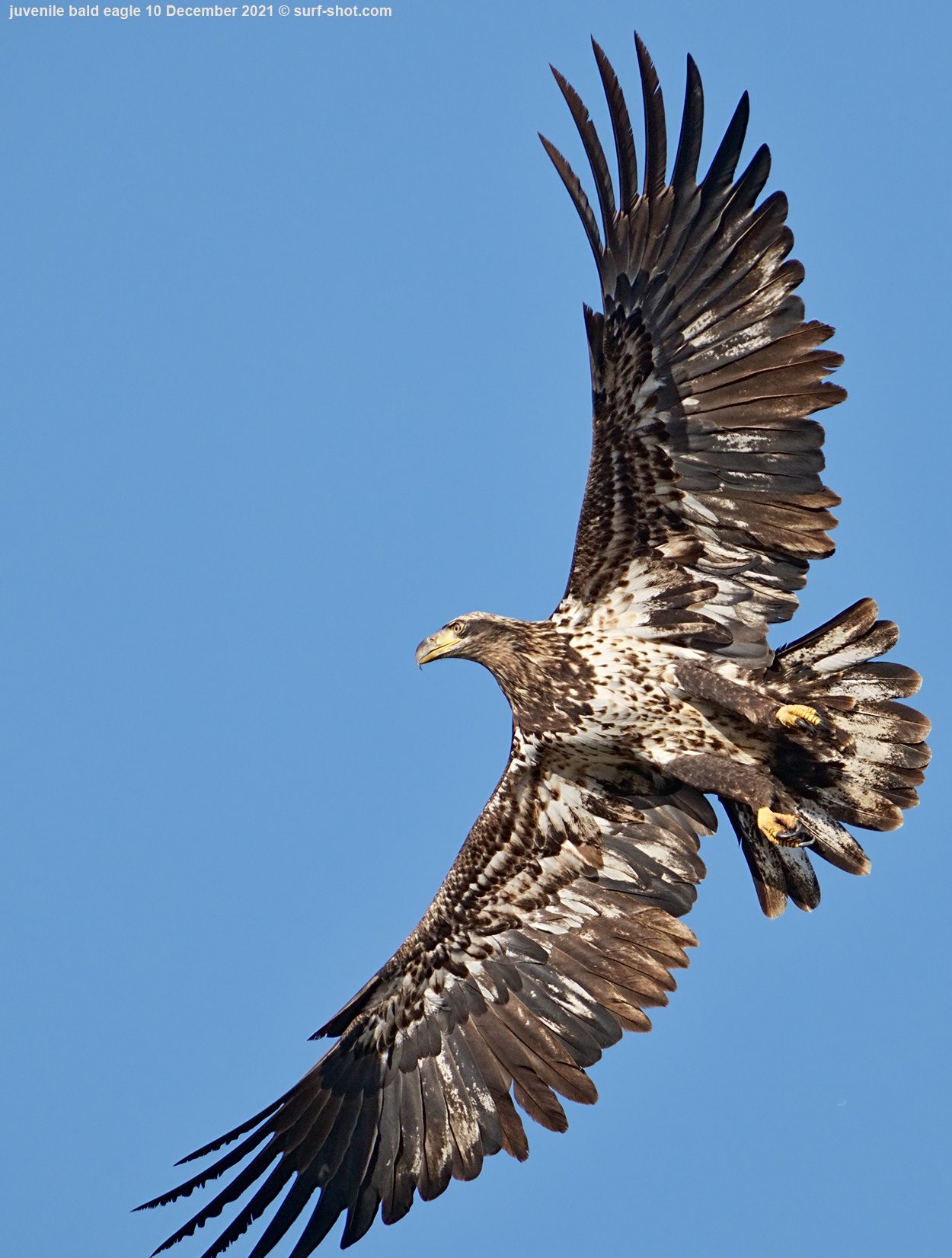 surf-shot-juvenile-bald-eagle-10-December-2021--DSC03825.jpg