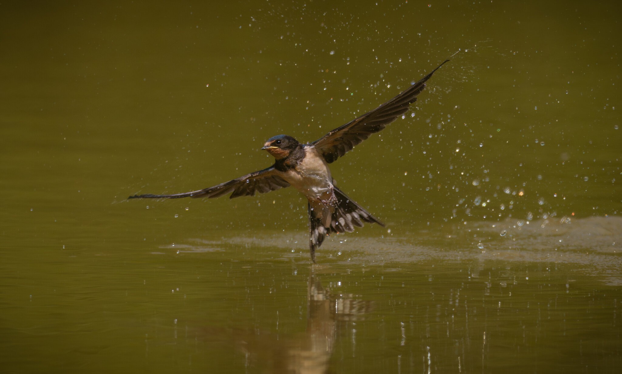 Swallow (1 of 1).jpg