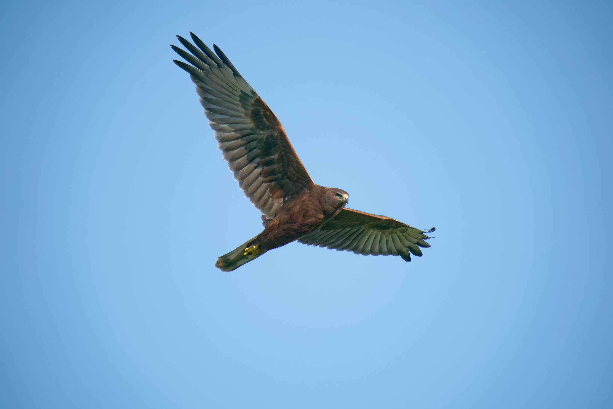 Swamp Harrier IF (9)- 2048.jpg