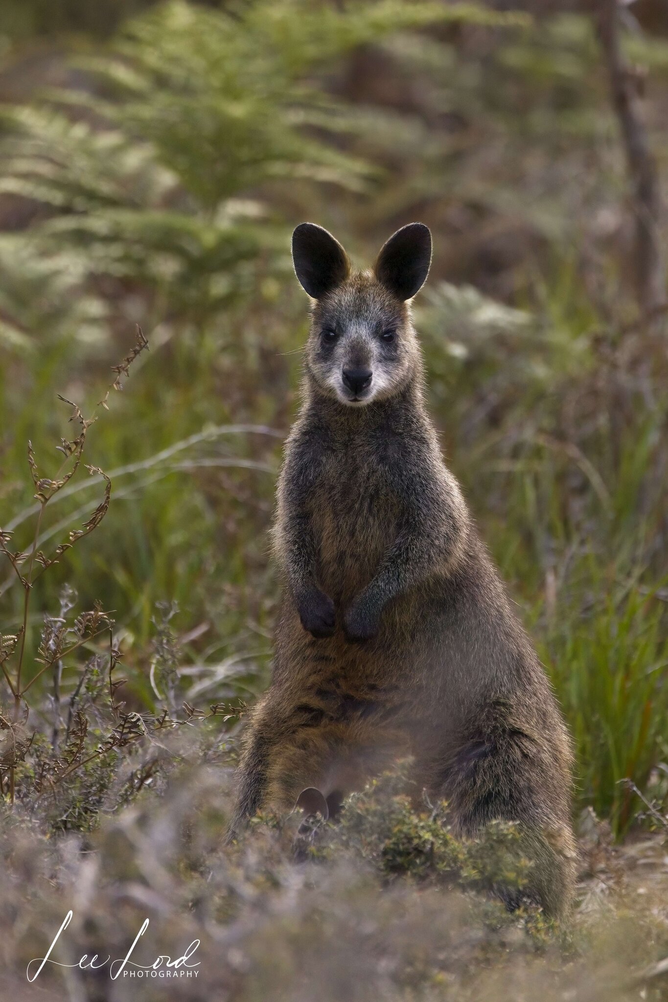 Swamp Wallaby