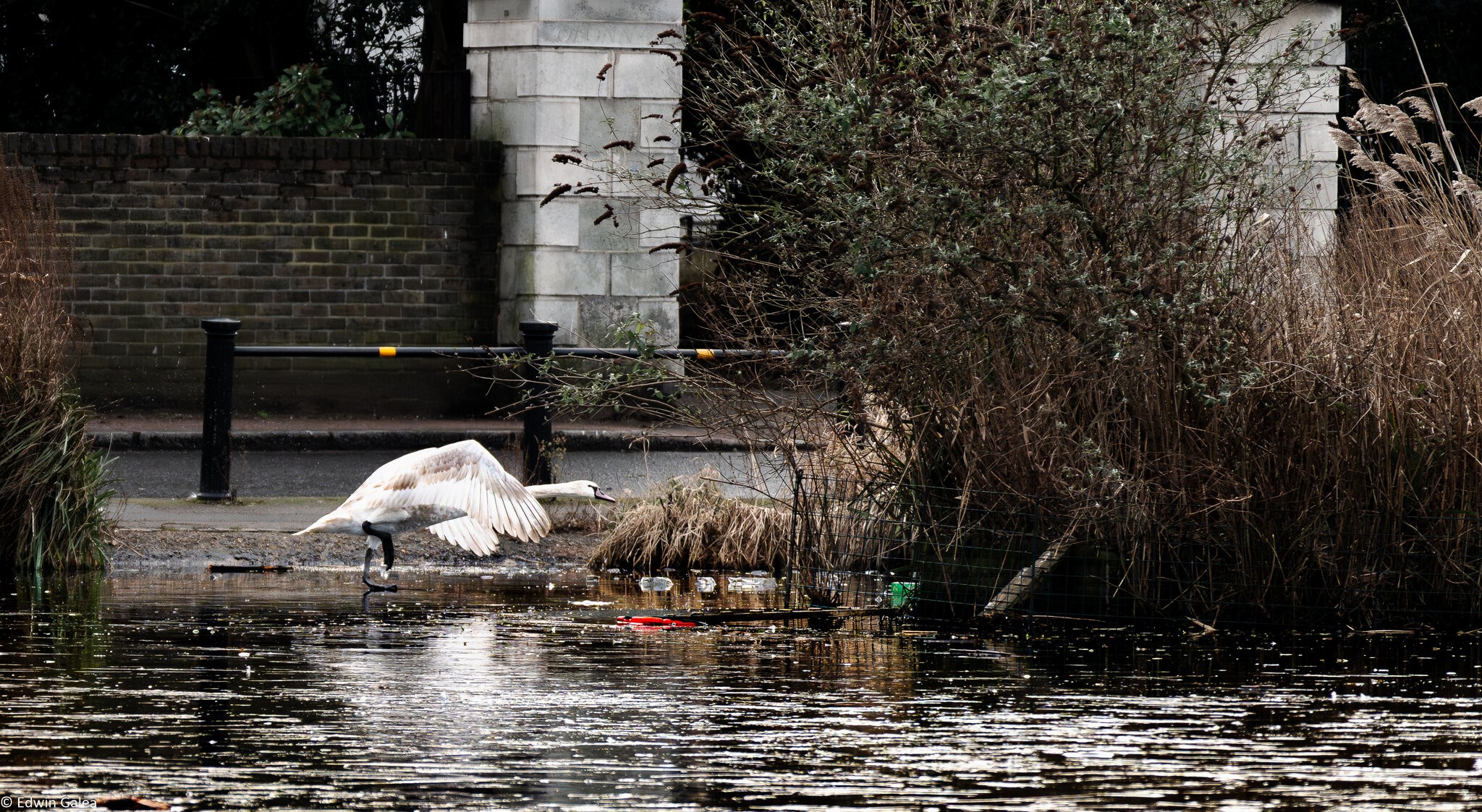 swan in flight-1.jpg