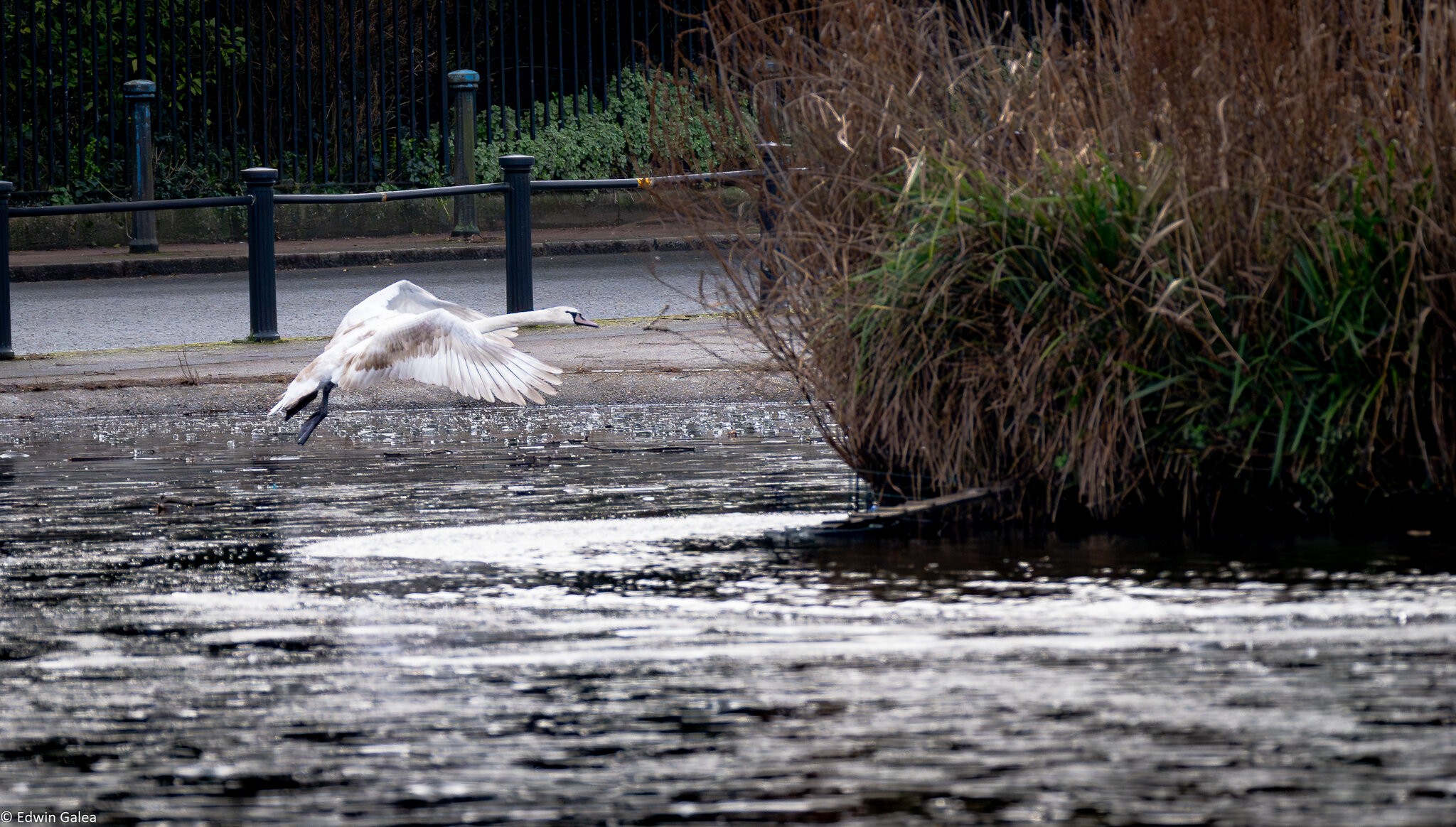 swan in flight-2.jpg