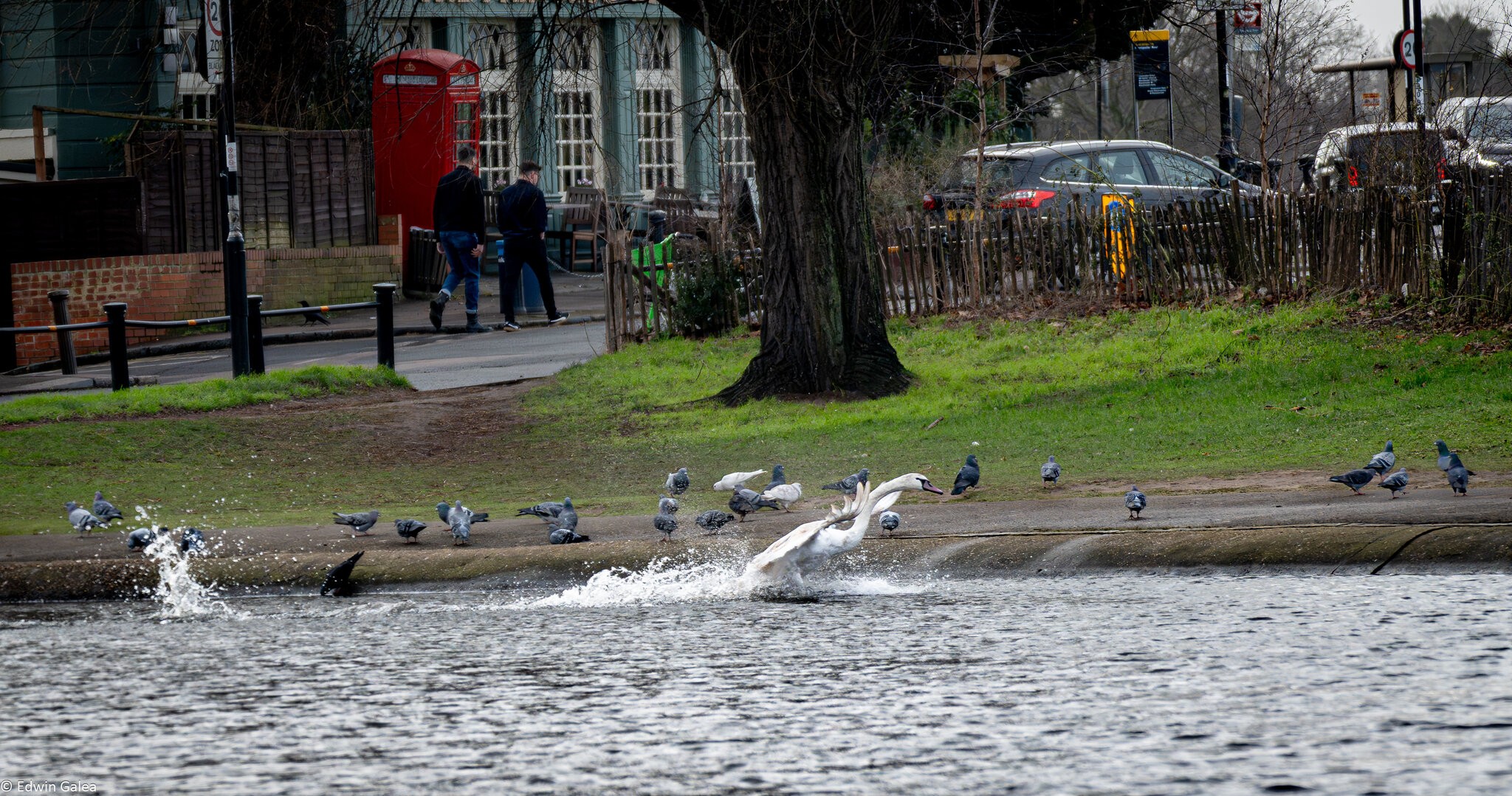 swan in flight-7.jpg