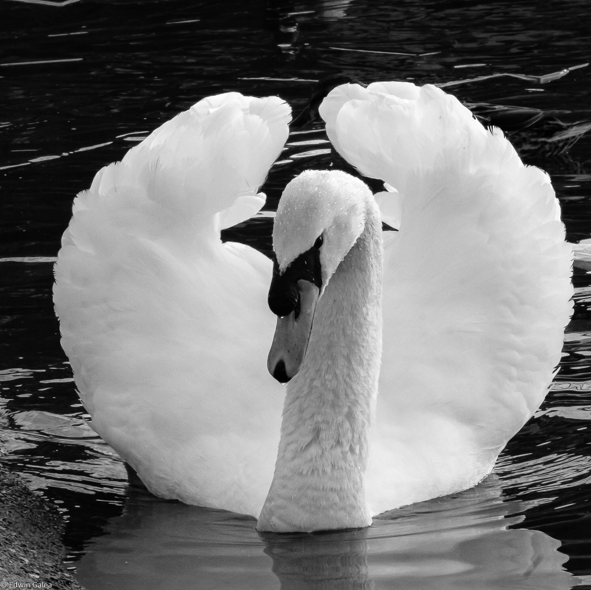 swan_bw_IR-10.jpg