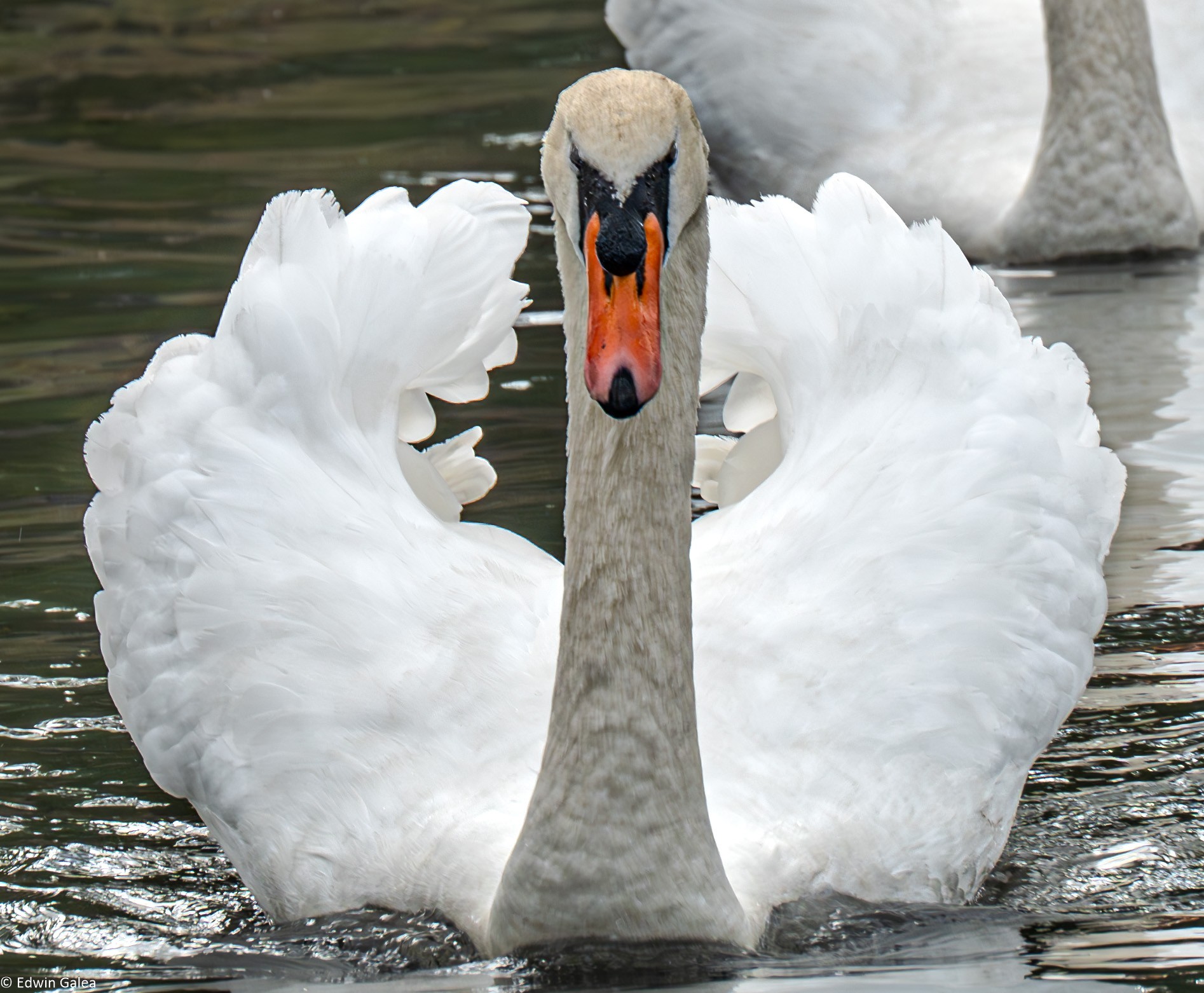 swan_hdr-10.jpg