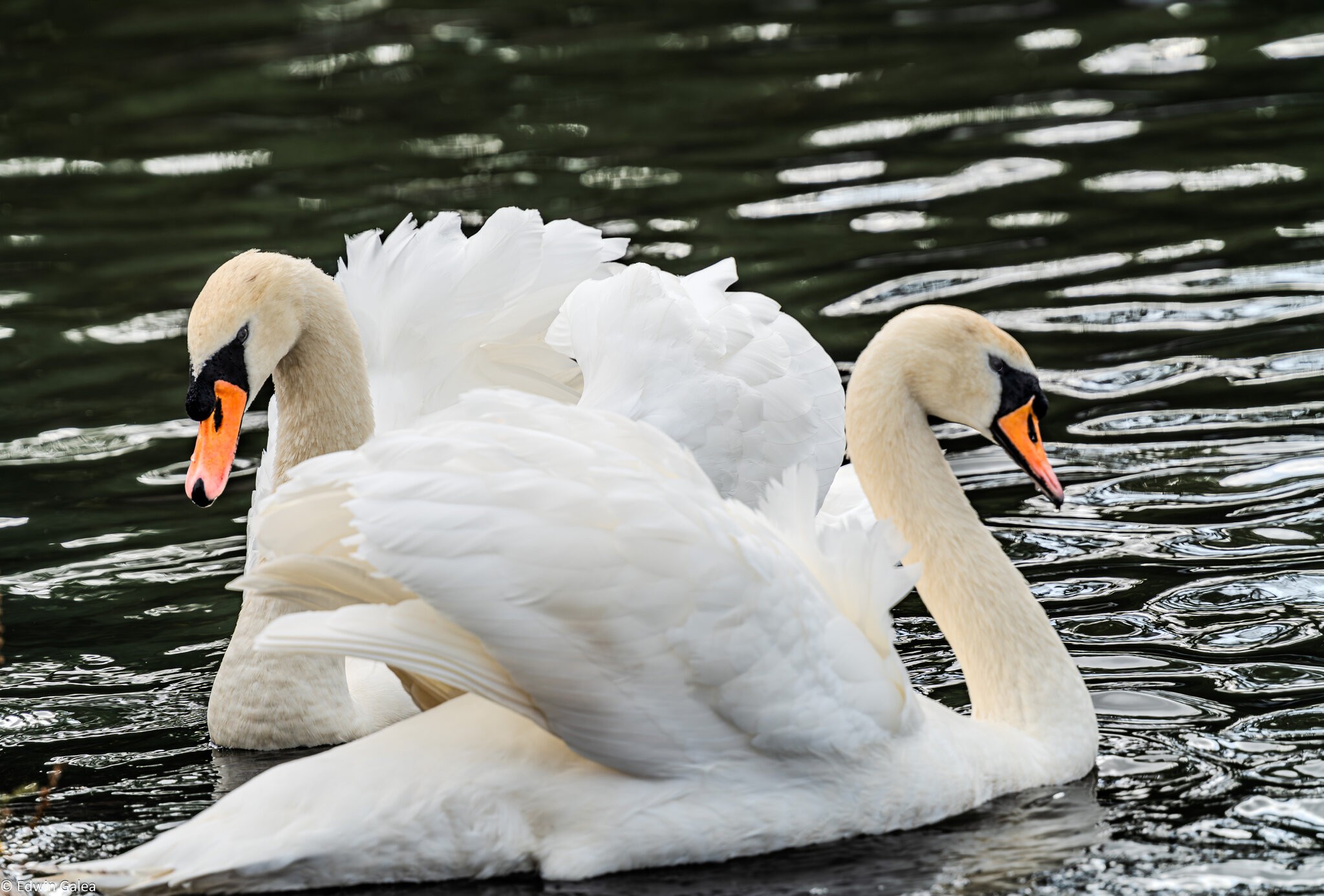 swan_hdr-12.jpg