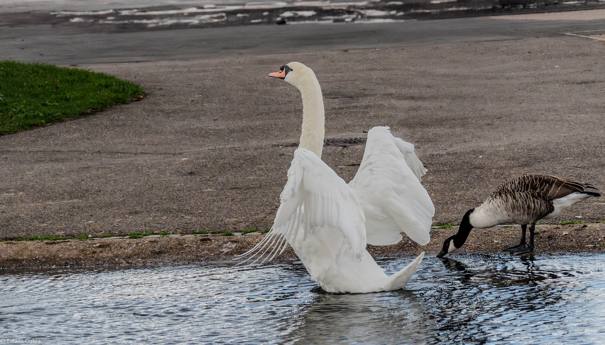 swan_hdr-17.jpg