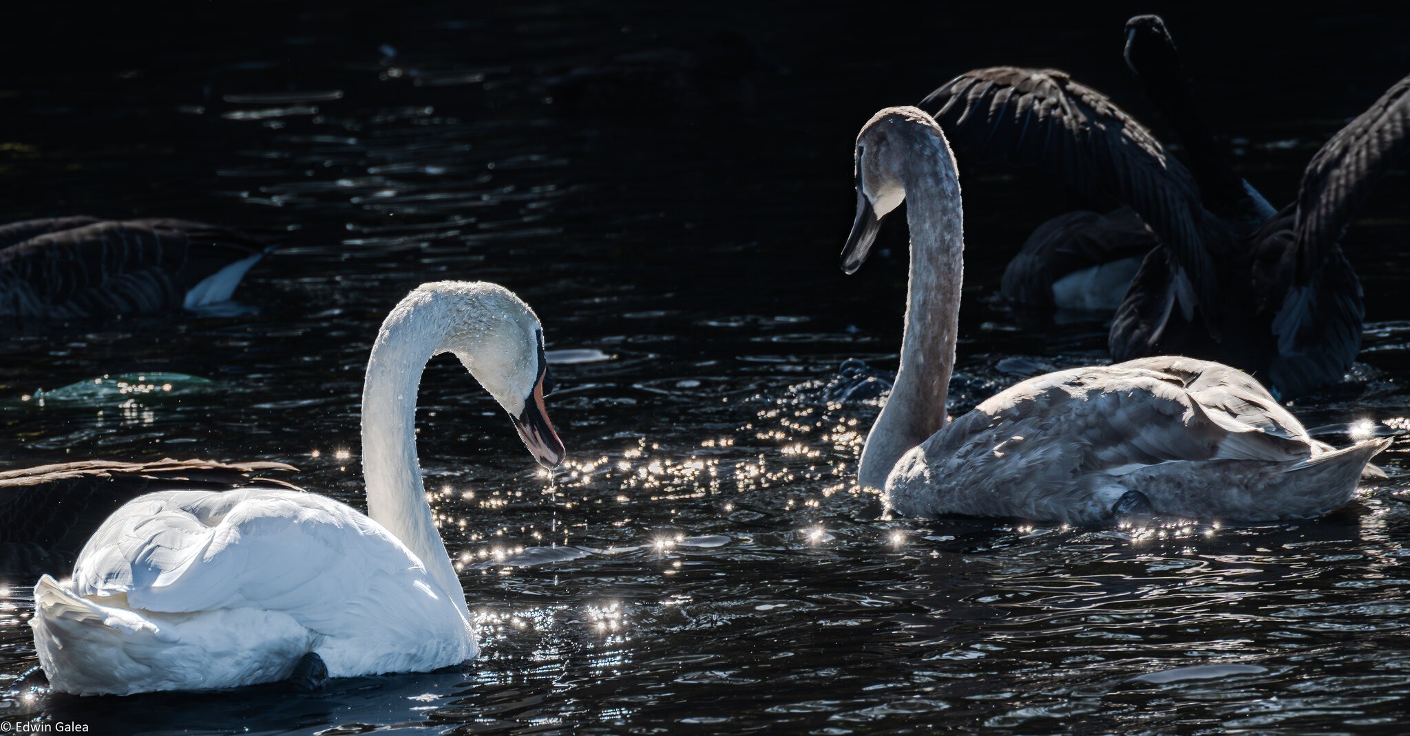 swan_ligth_hdr-9.jpg