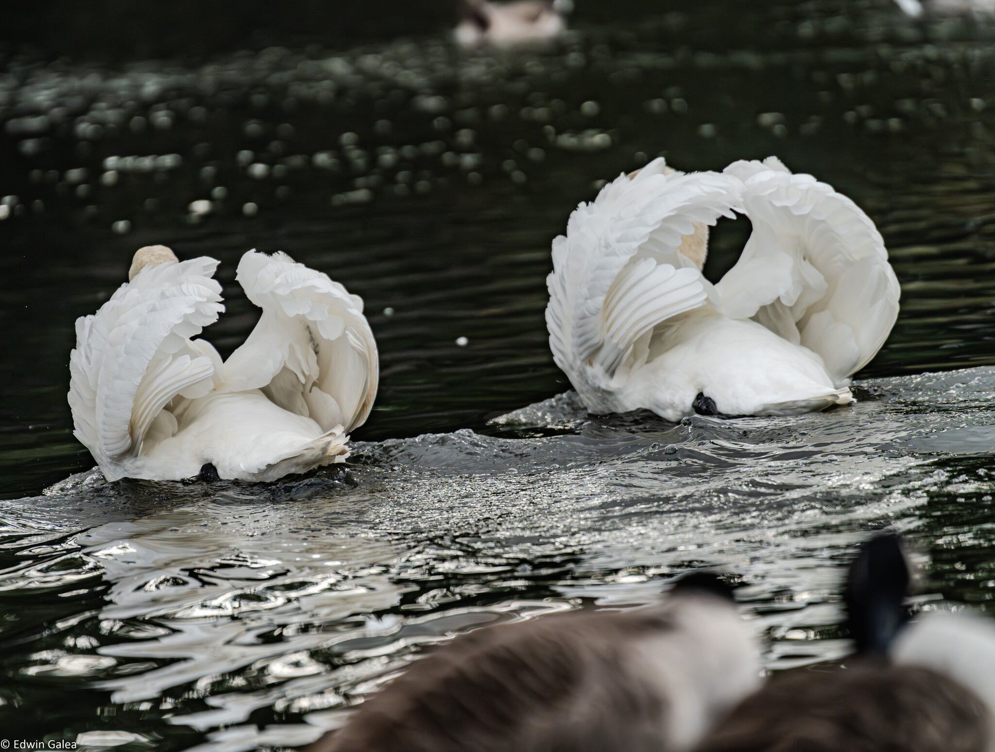 swans_hdr-1.jpg