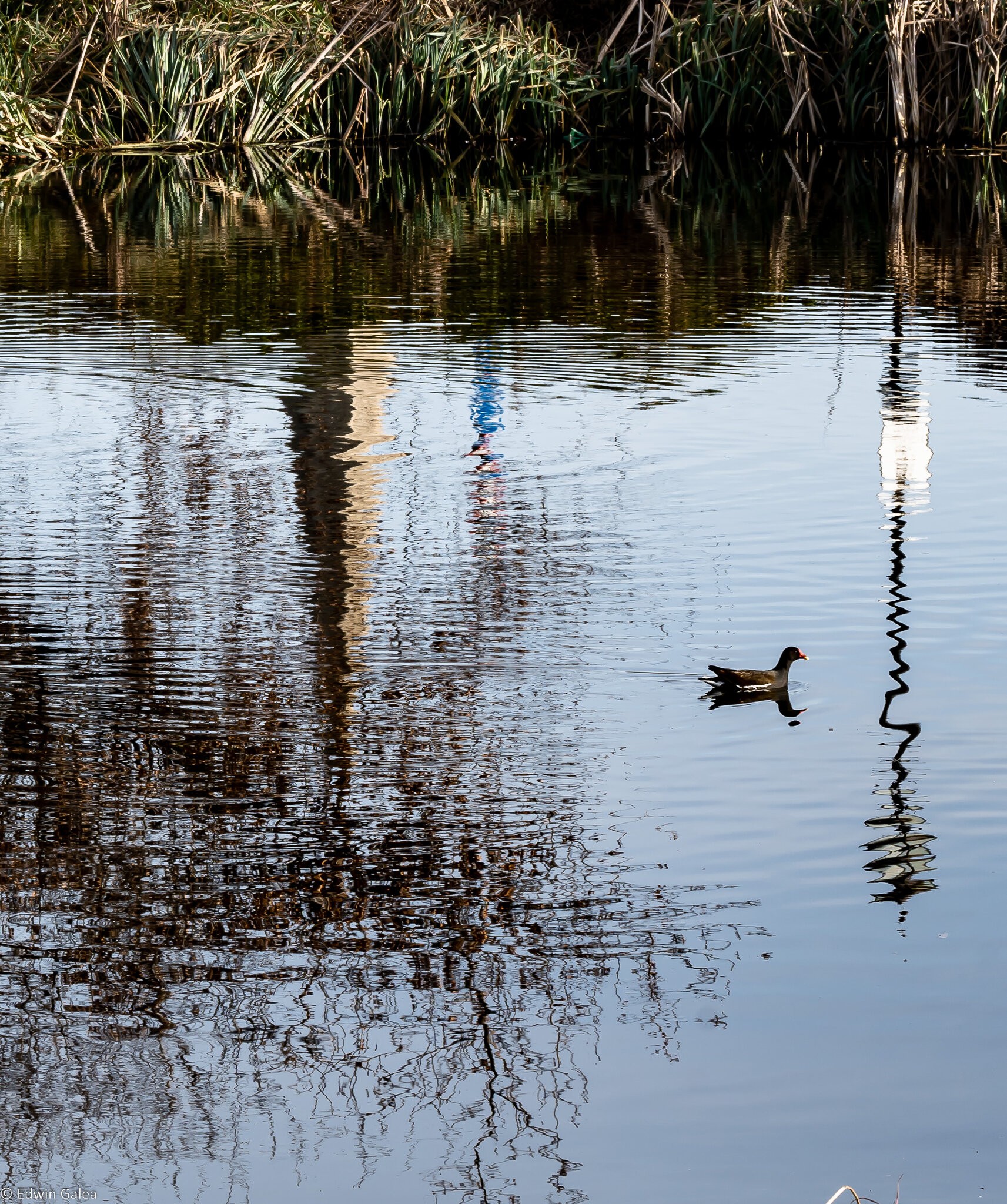 swimming_in_reflection-2.jpg