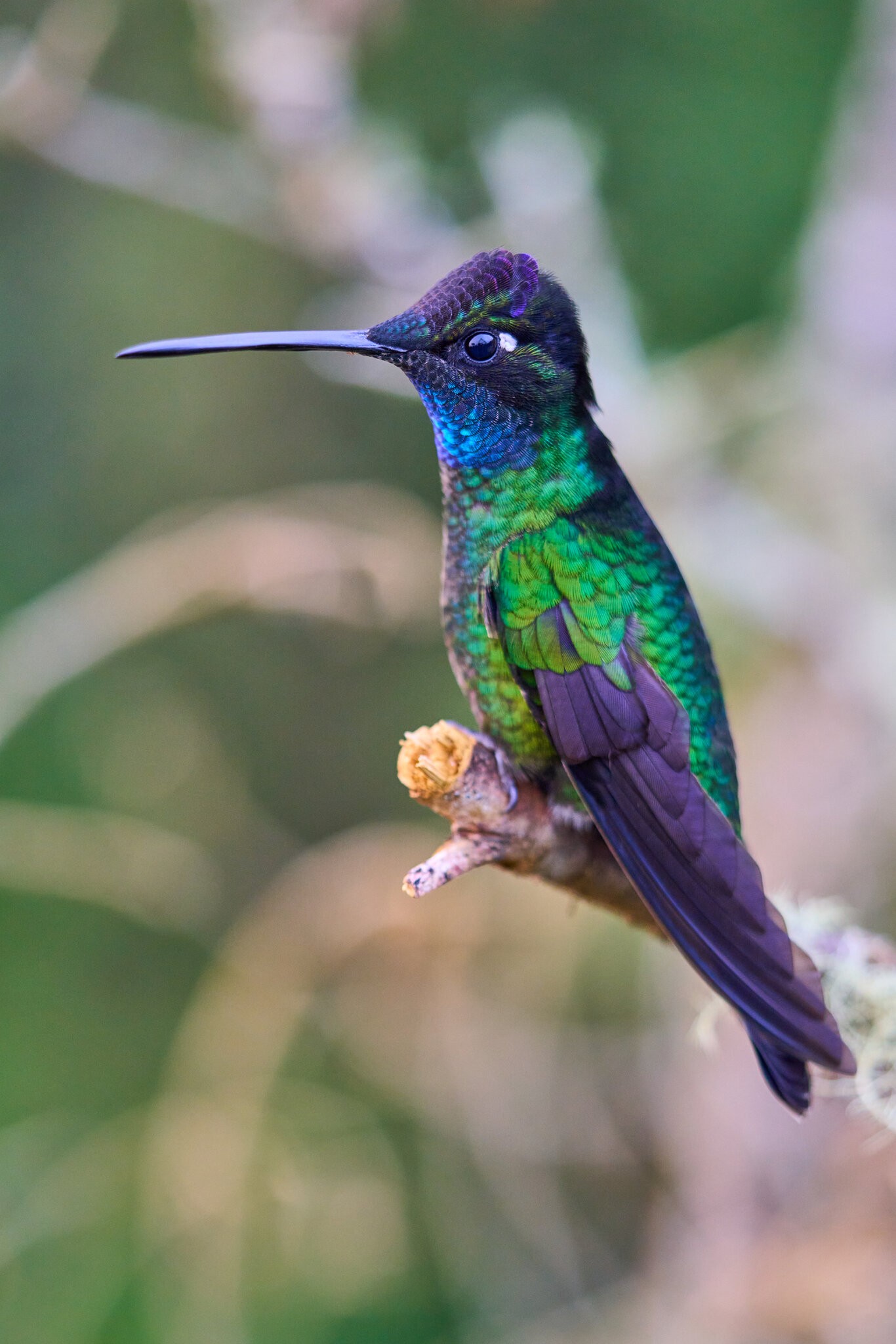 Talamanca Hummingbird - Talamanca Highlands - 03072024 - 08.jpg