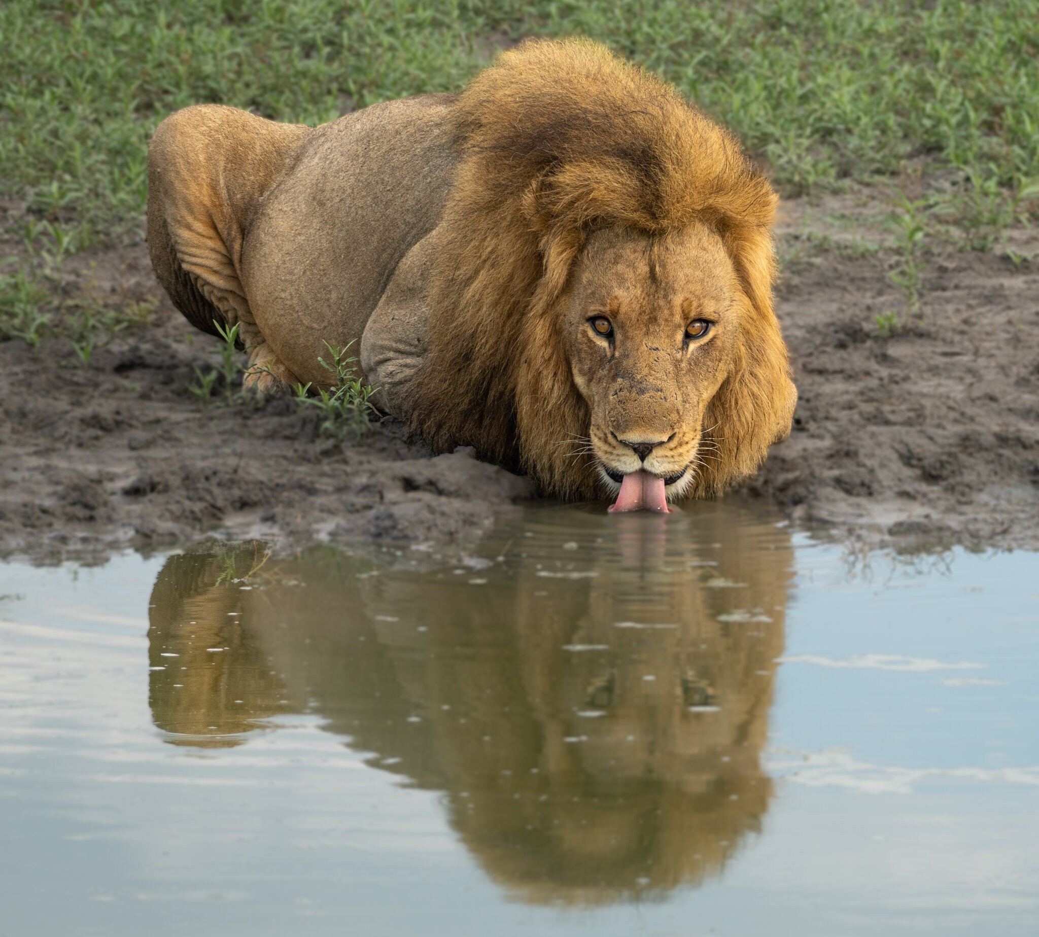 TAndersen.Cat1lion.jpg