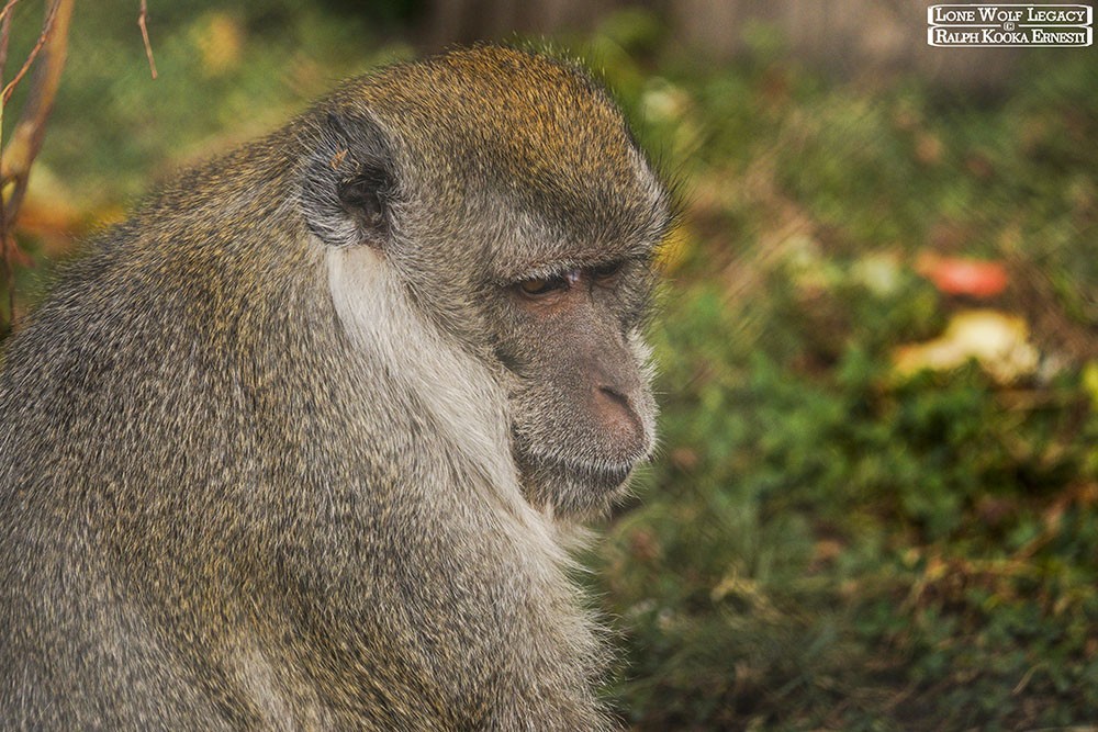 Tassie Zoo 19-02-2023 (323).JPG