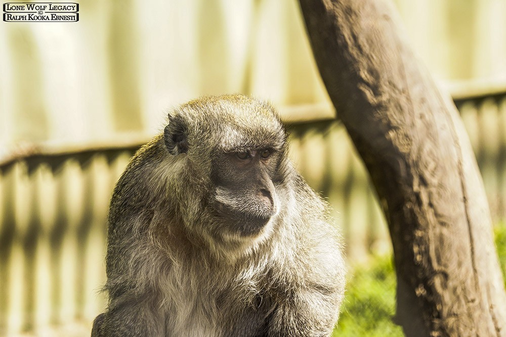 Tassie Zoo 19-02-2023 (330).JPG