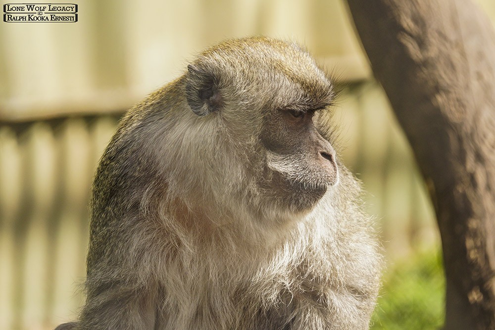 Tassie Zoo 19-02-2023 (333).JPG